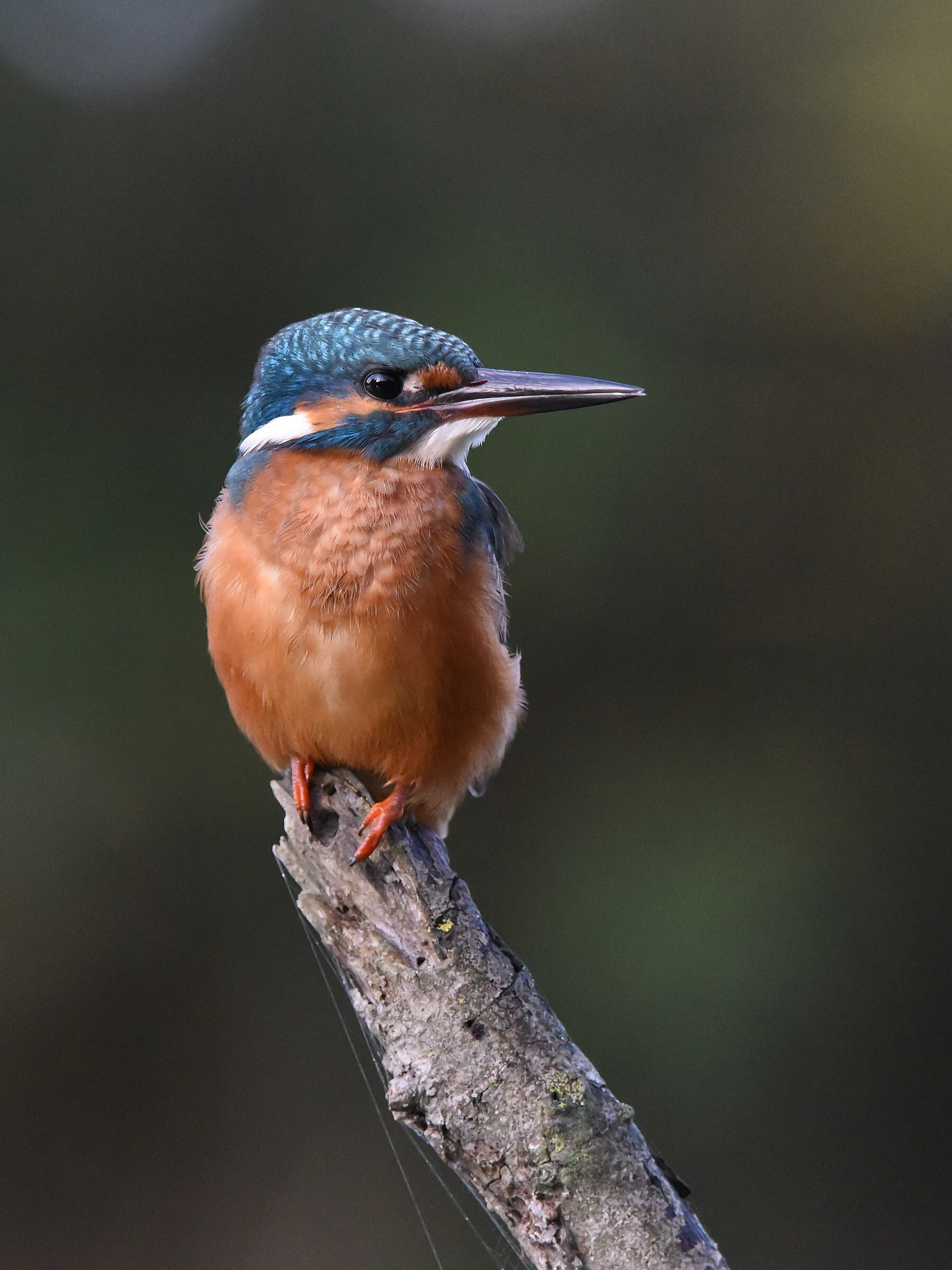 a beautiful baby kingfisher