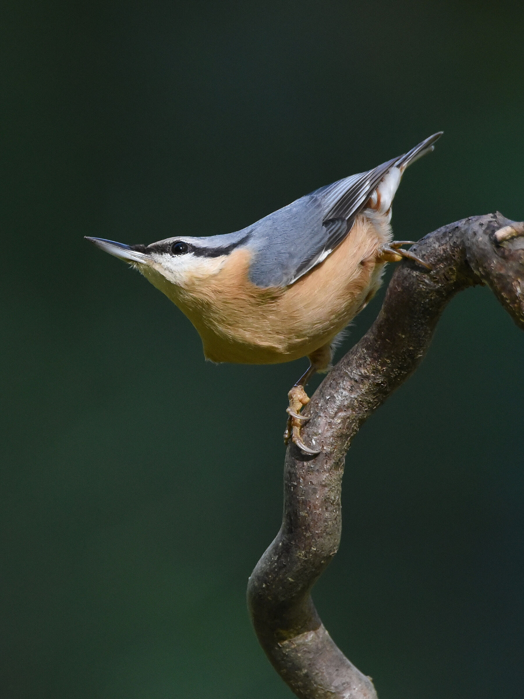 Plastic laying for the Nuthatch