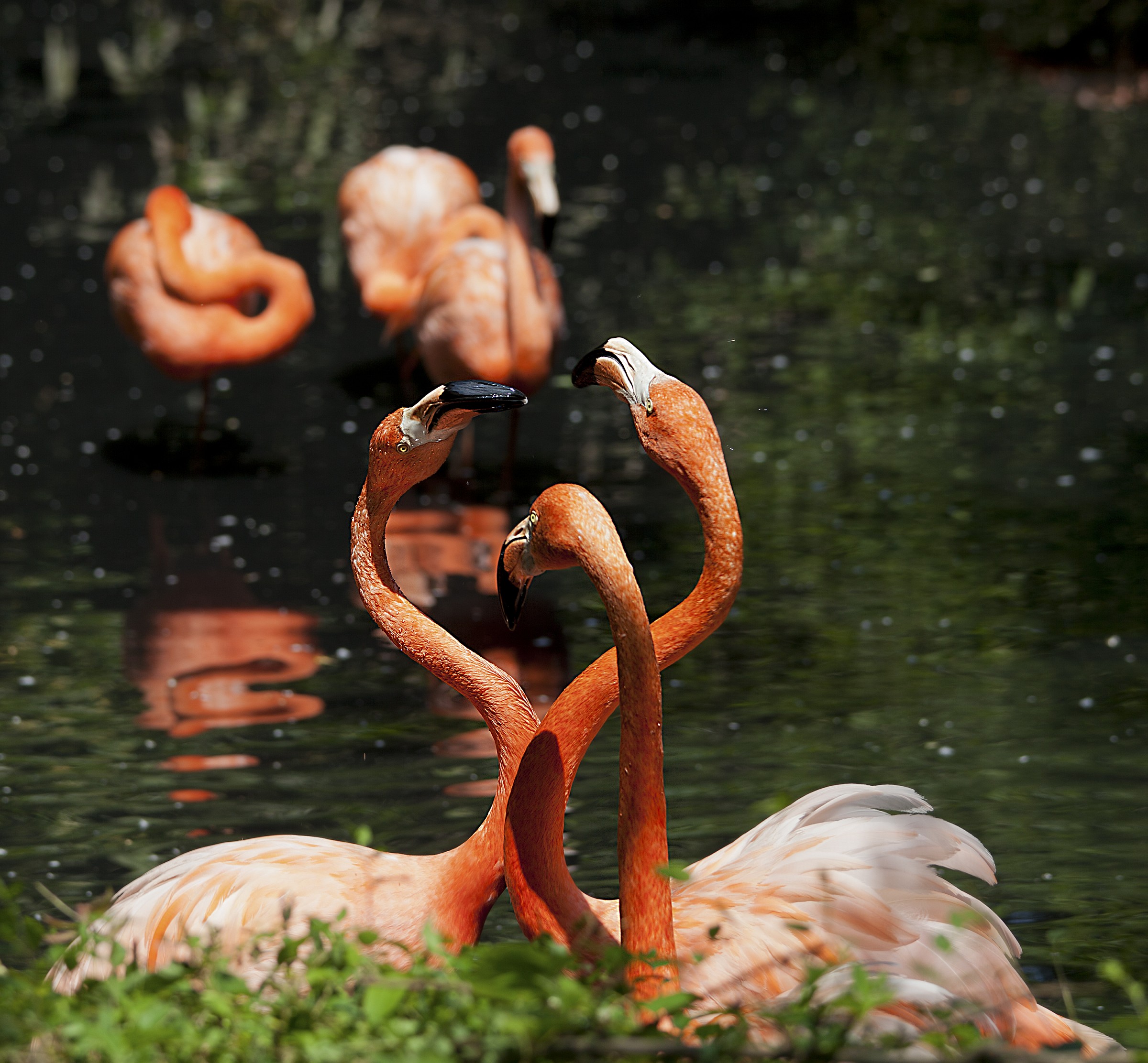 Flamingos in St. Alexis of Vialone