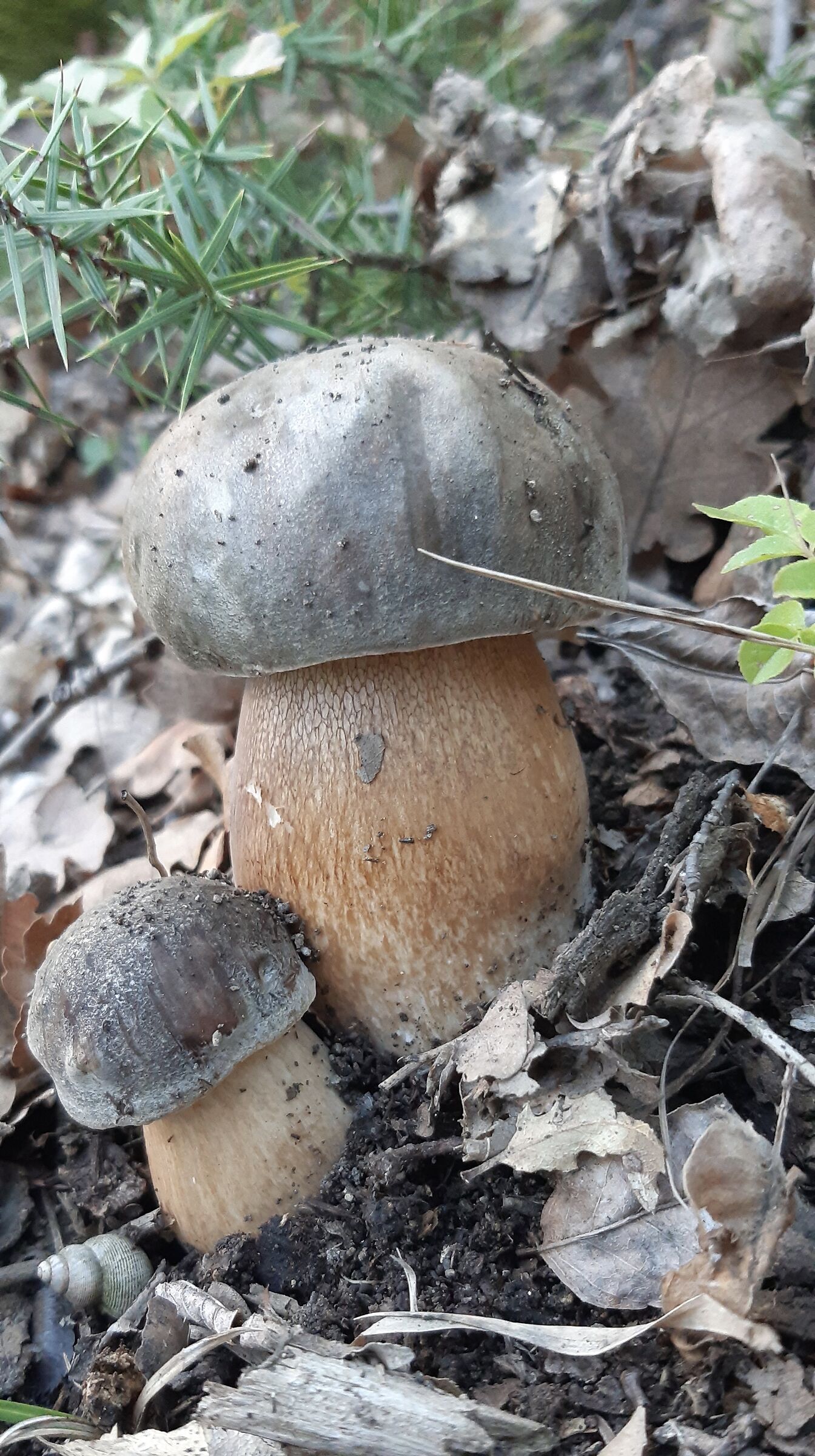 Gemelli