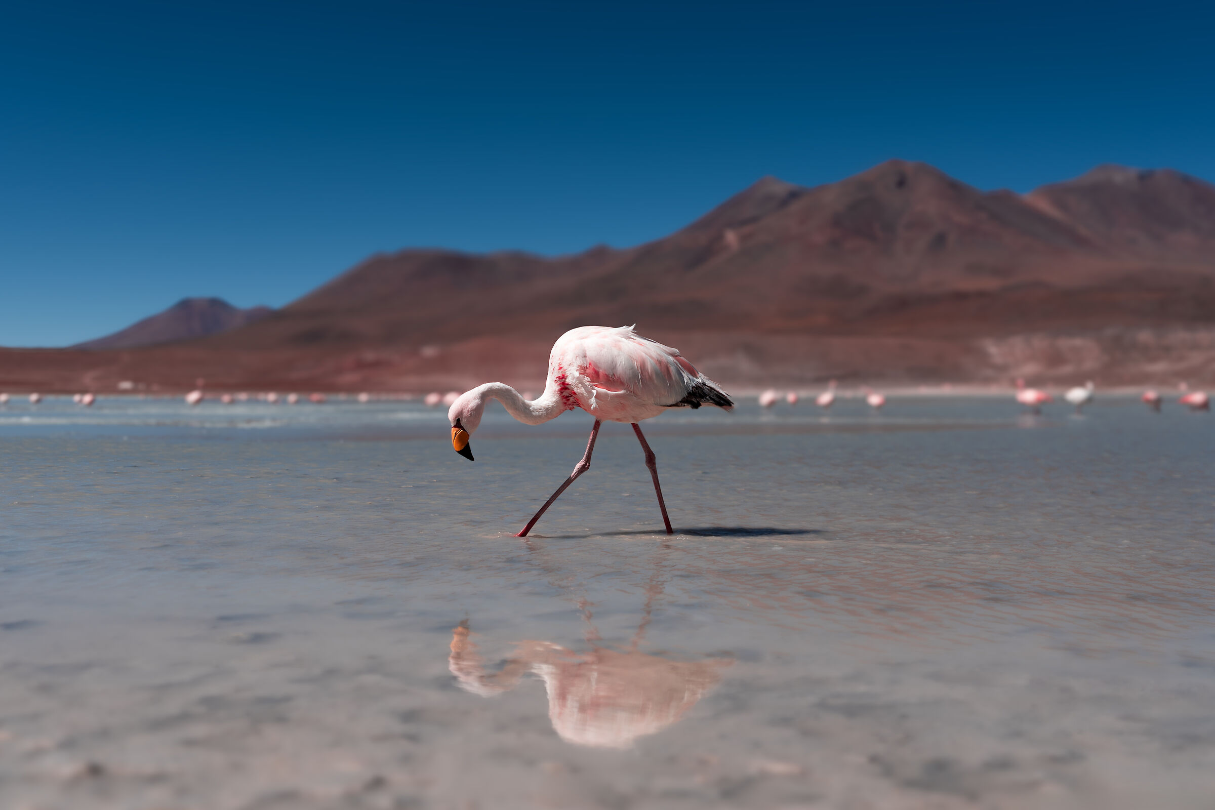 Flamingo Reflection