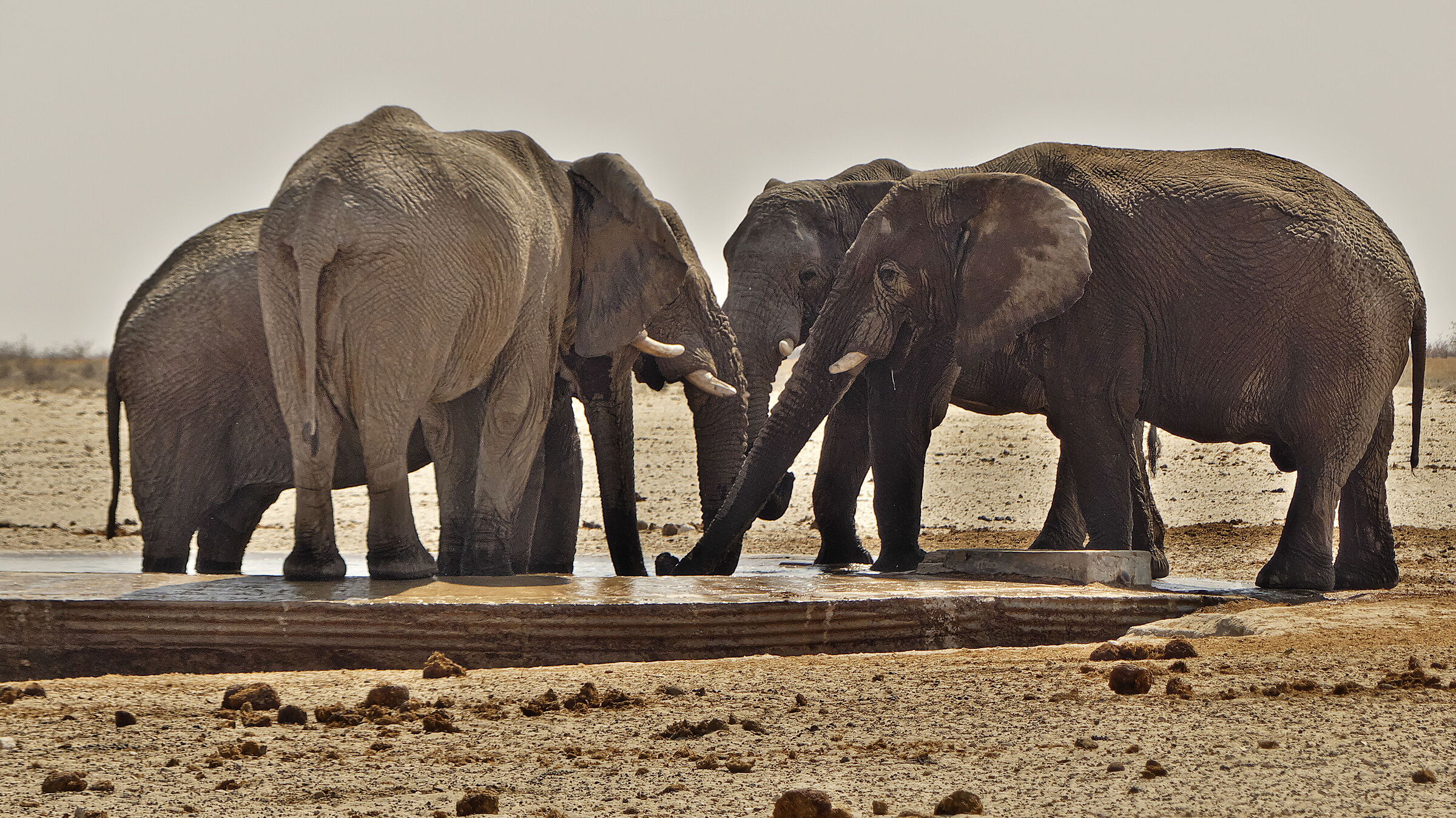 Four friends at the bar