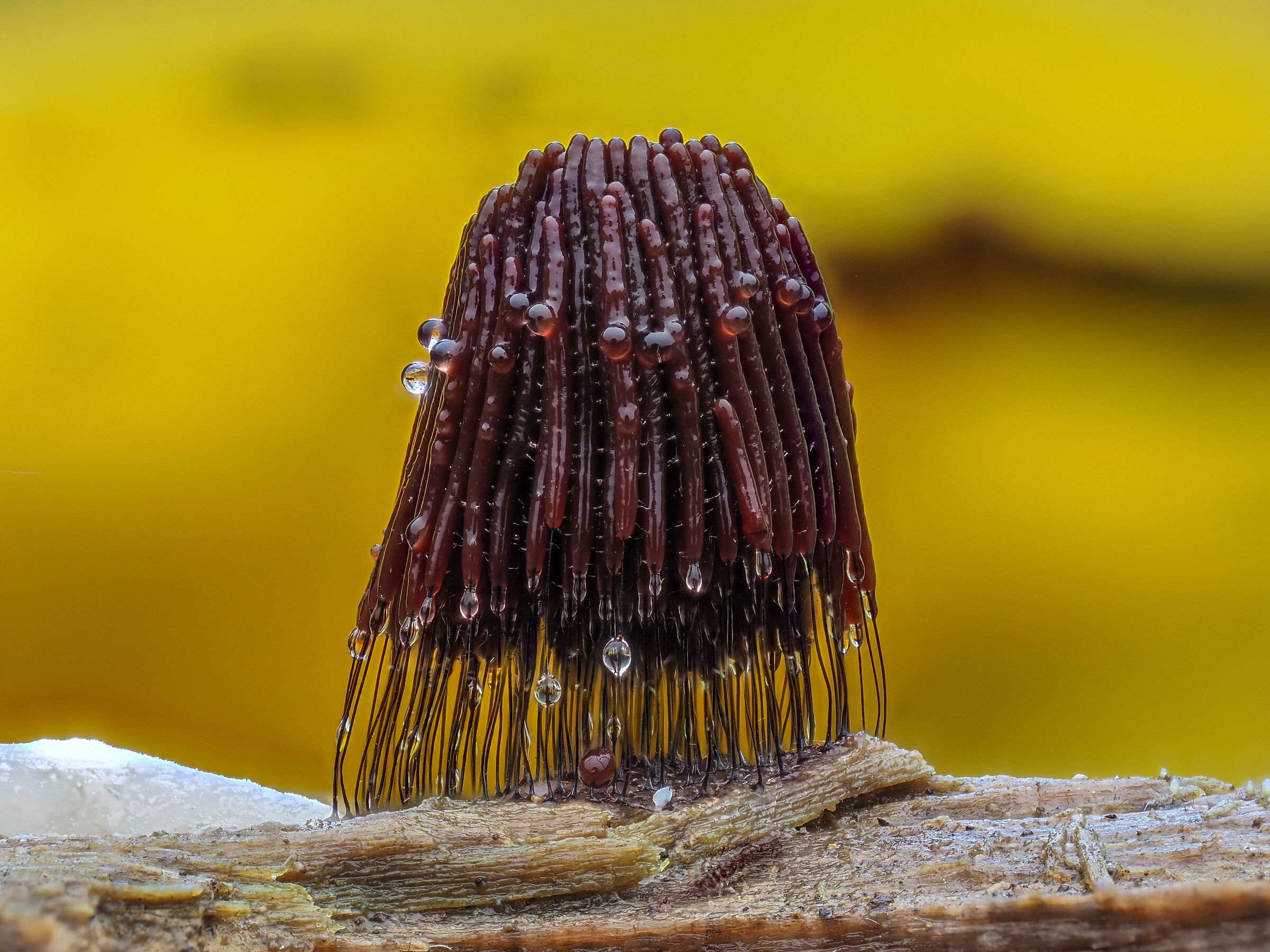 Stemonitis sp. z o.o.