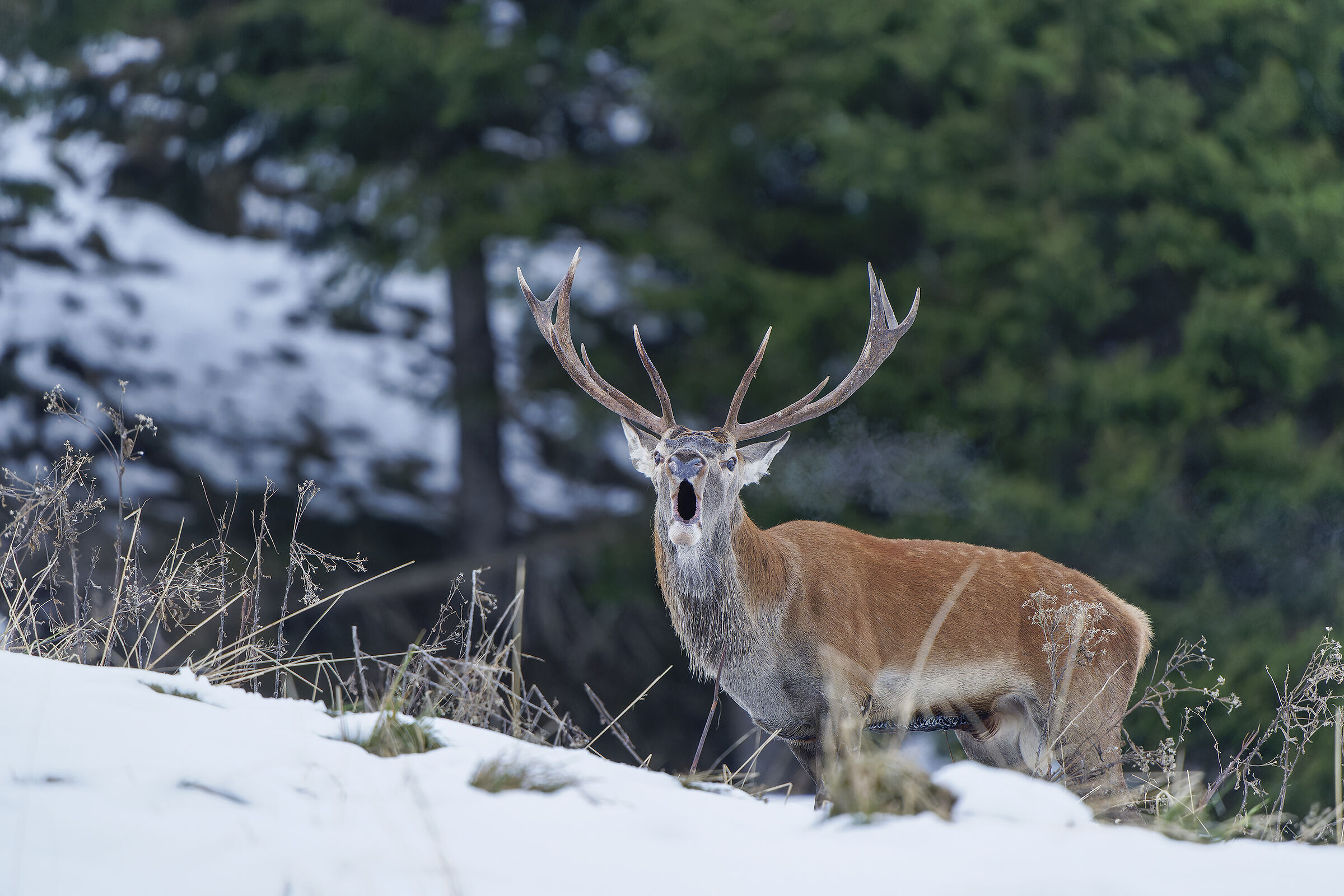 Roaring in the snow