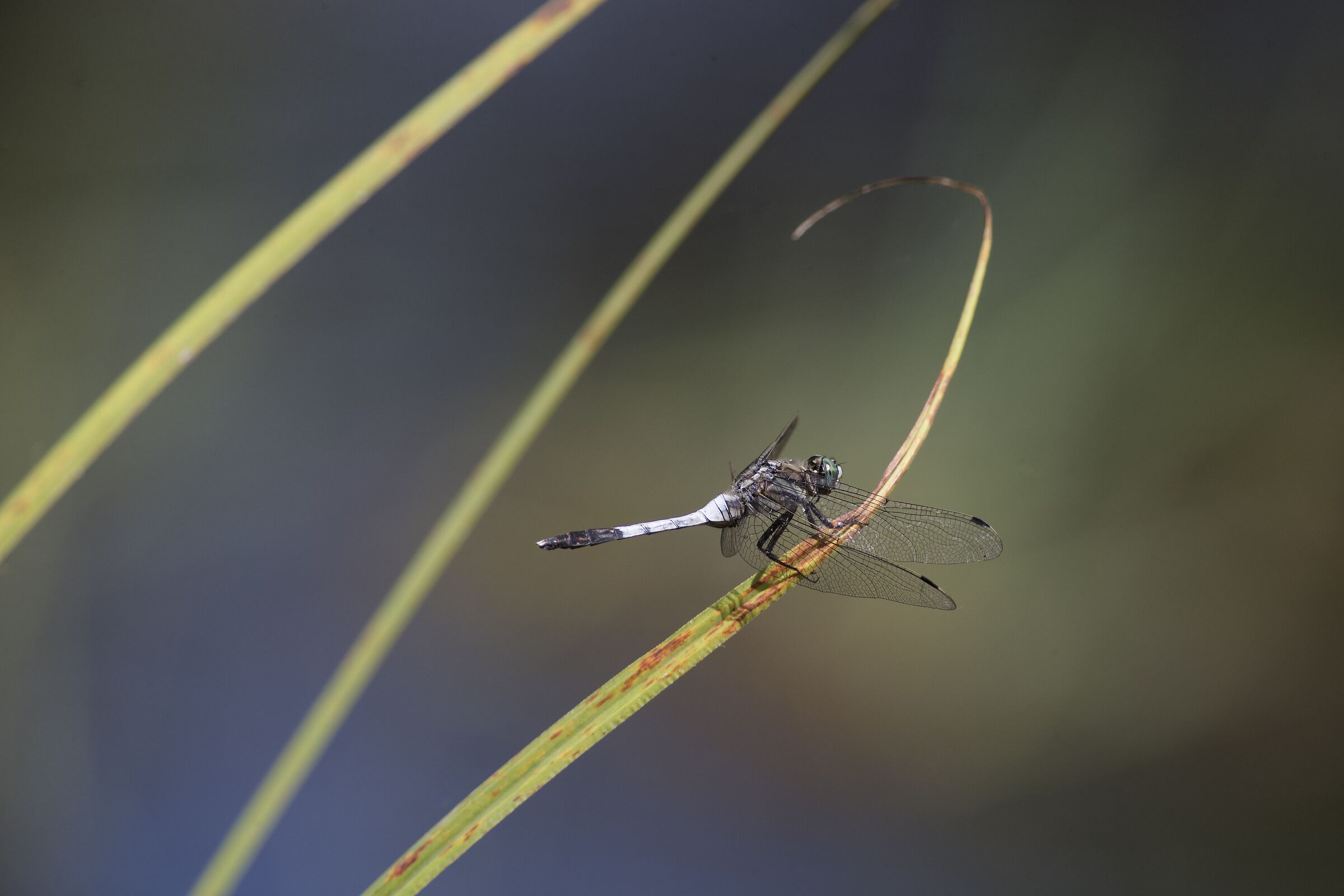 Orthetrum albystilum