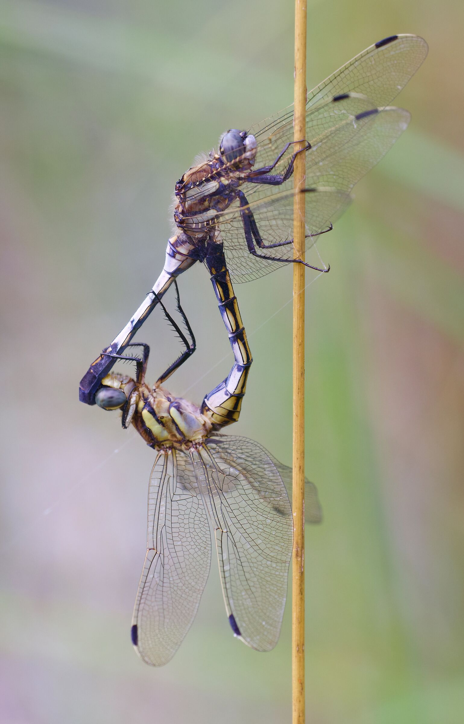 Accoppiamento di Orthetrum albystilum