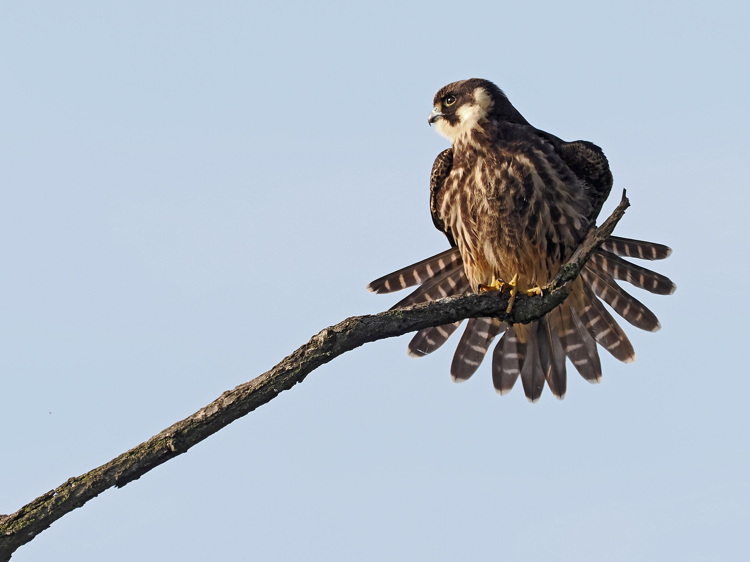 Young hobby maker on stakeout