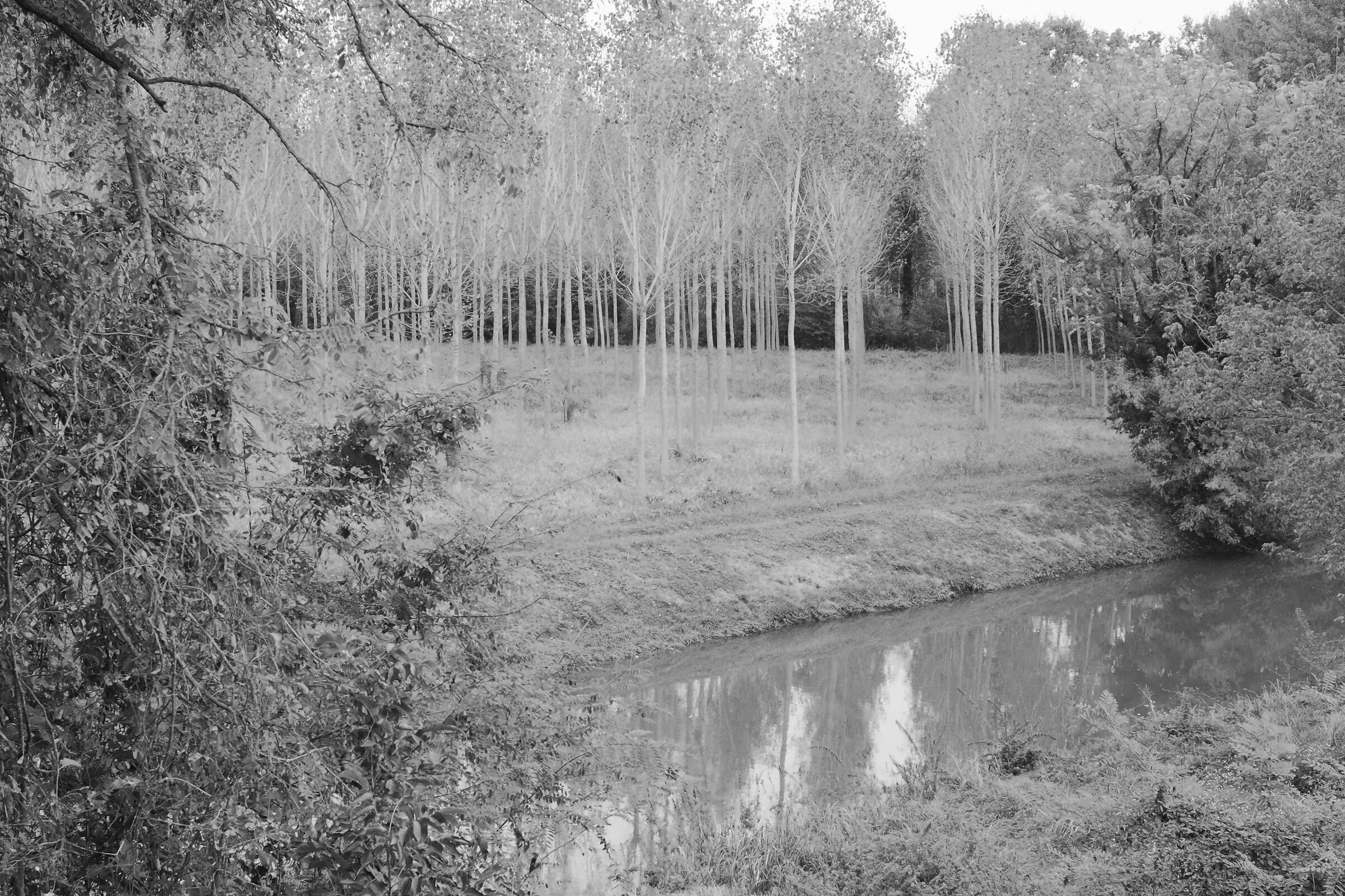 Giovani pioppi in attesa dell'autunno