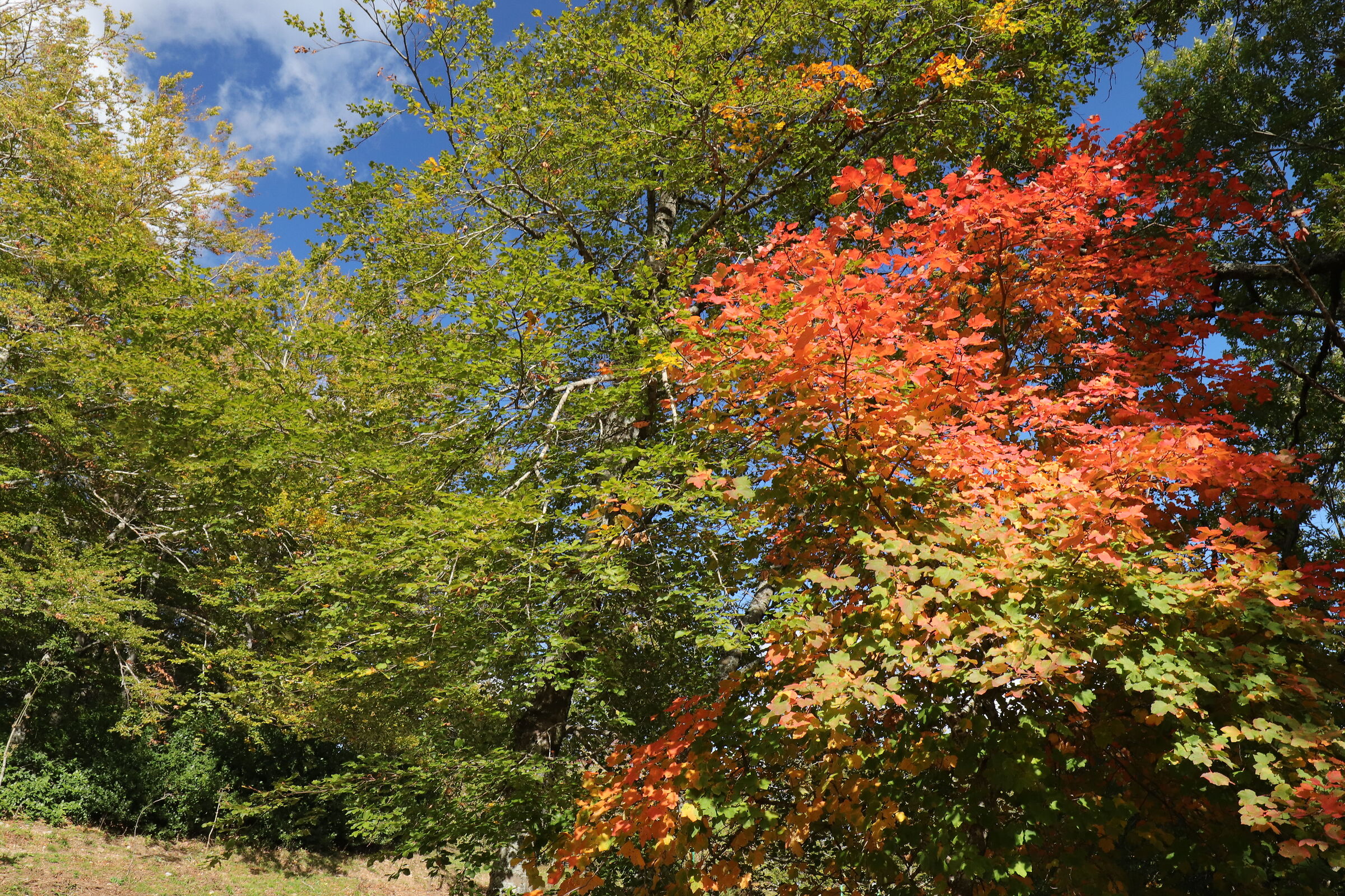 First autumn colors