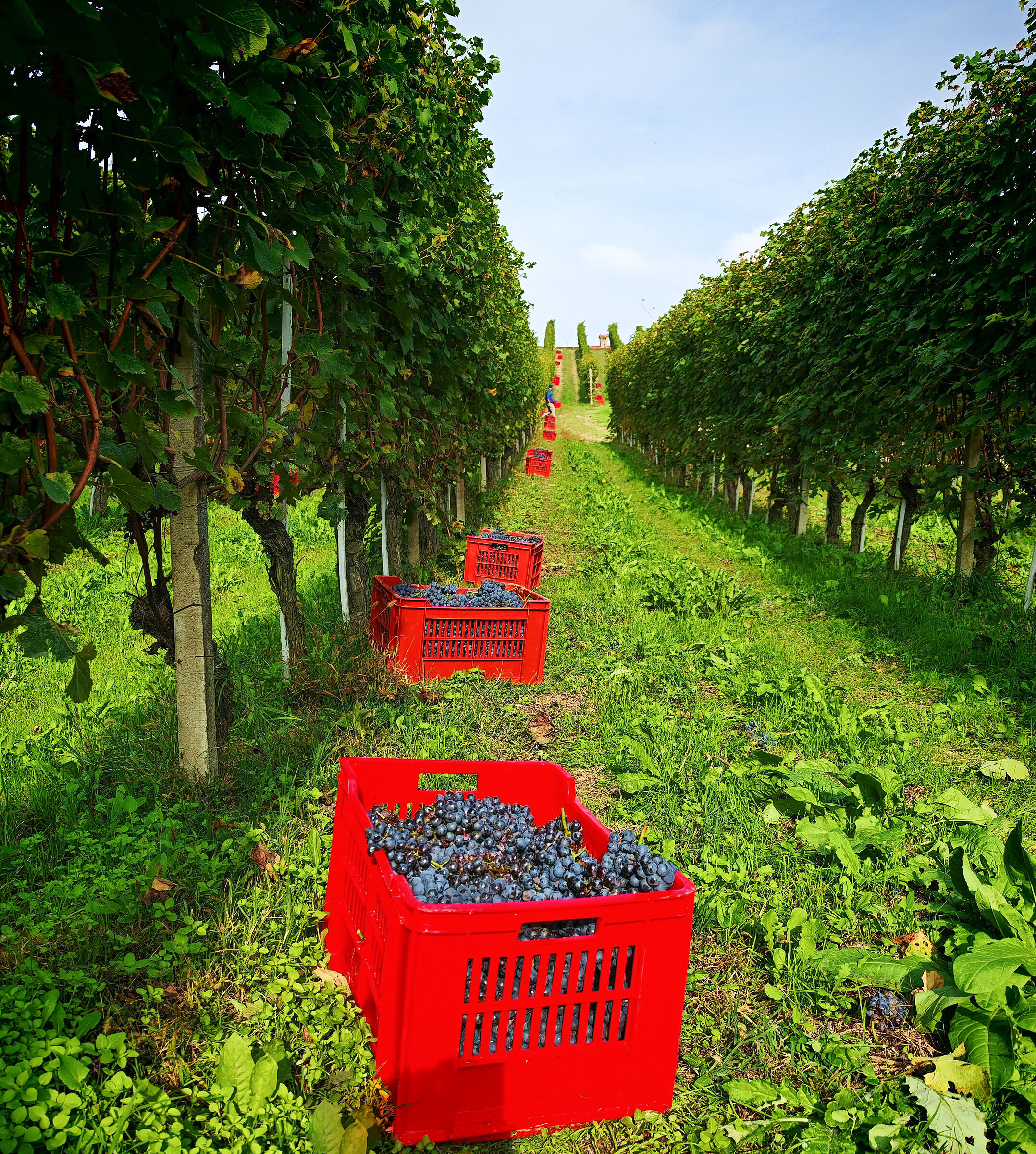 The red baskets of the harvest
