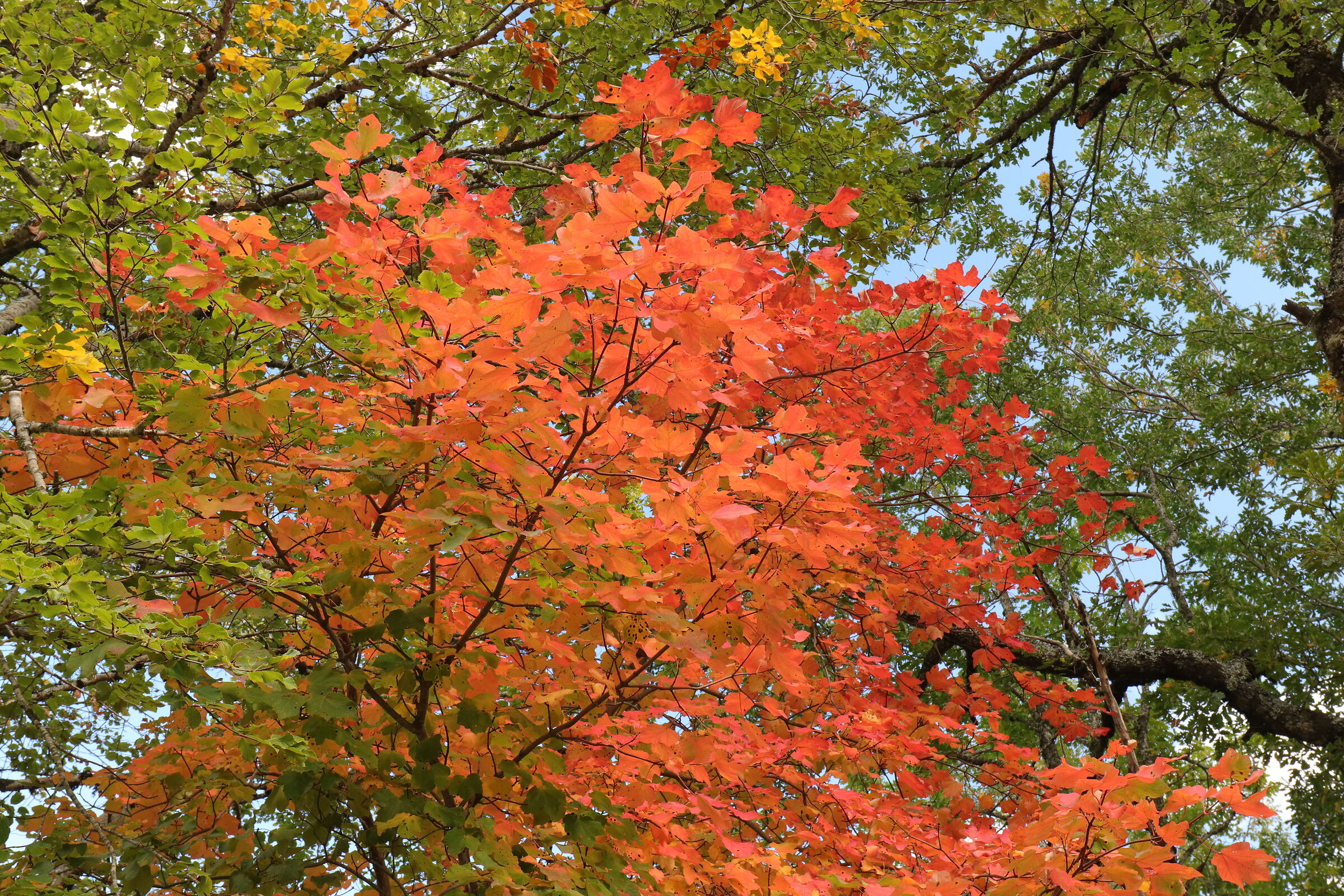 50 sfumature di arancio