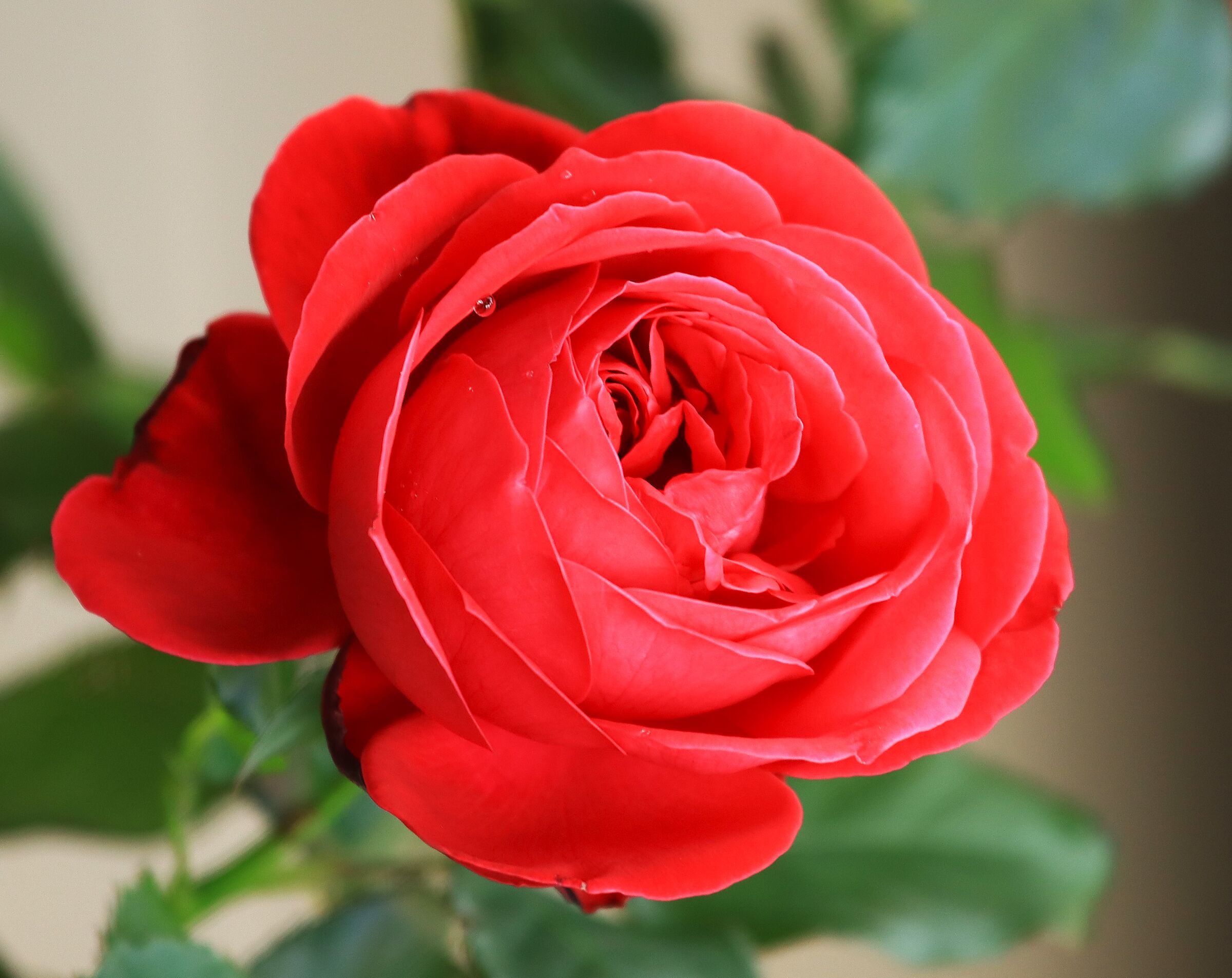 Rosa di ottobre