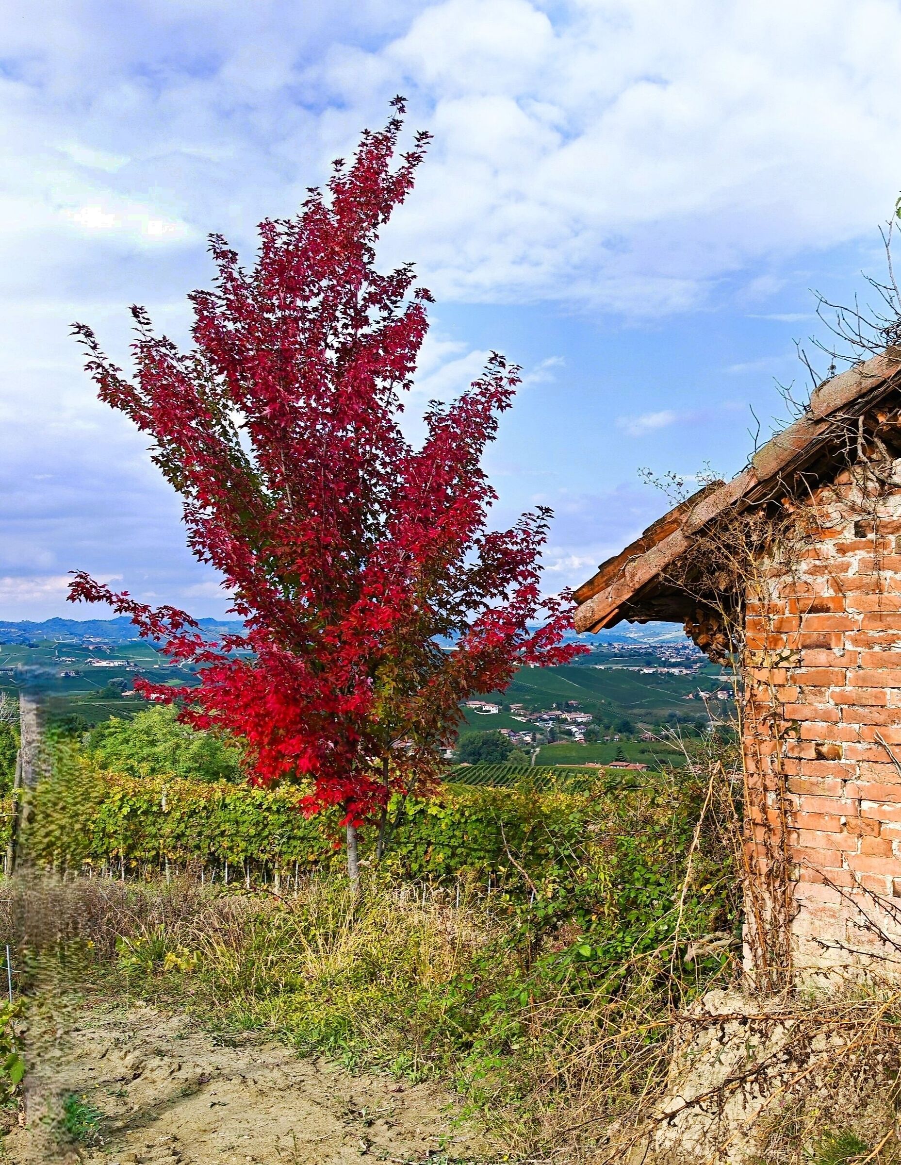 The Red Tree and the Chabot