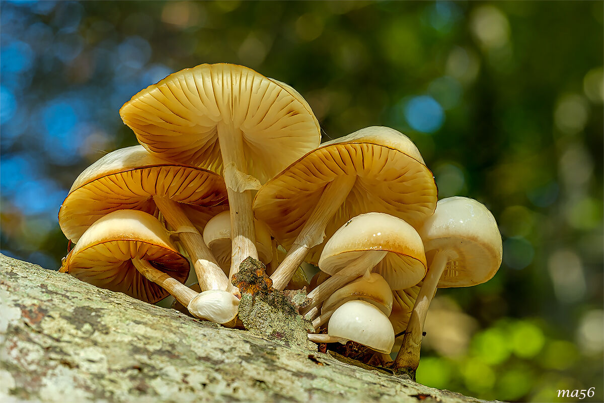 in the undergrowth