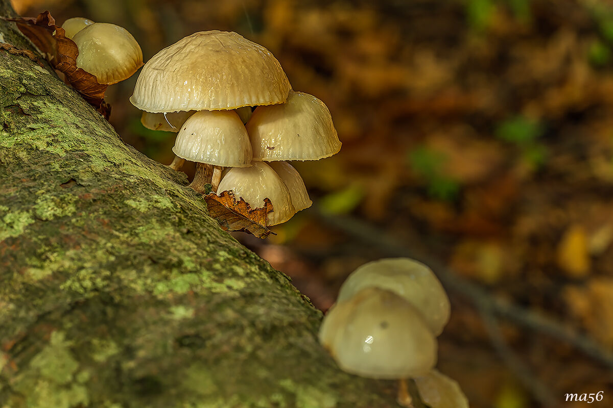 in the undergrowth