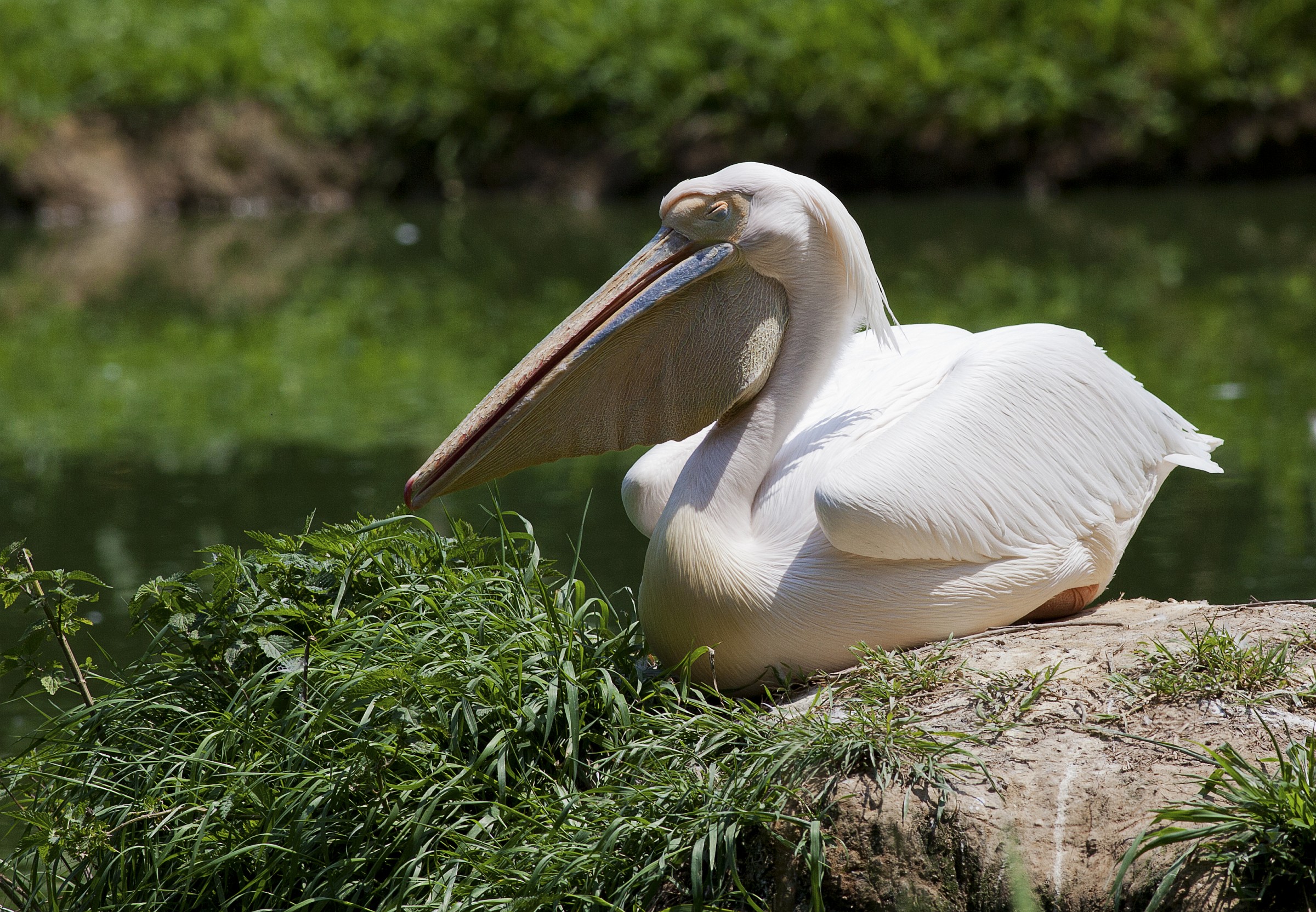 Pelican