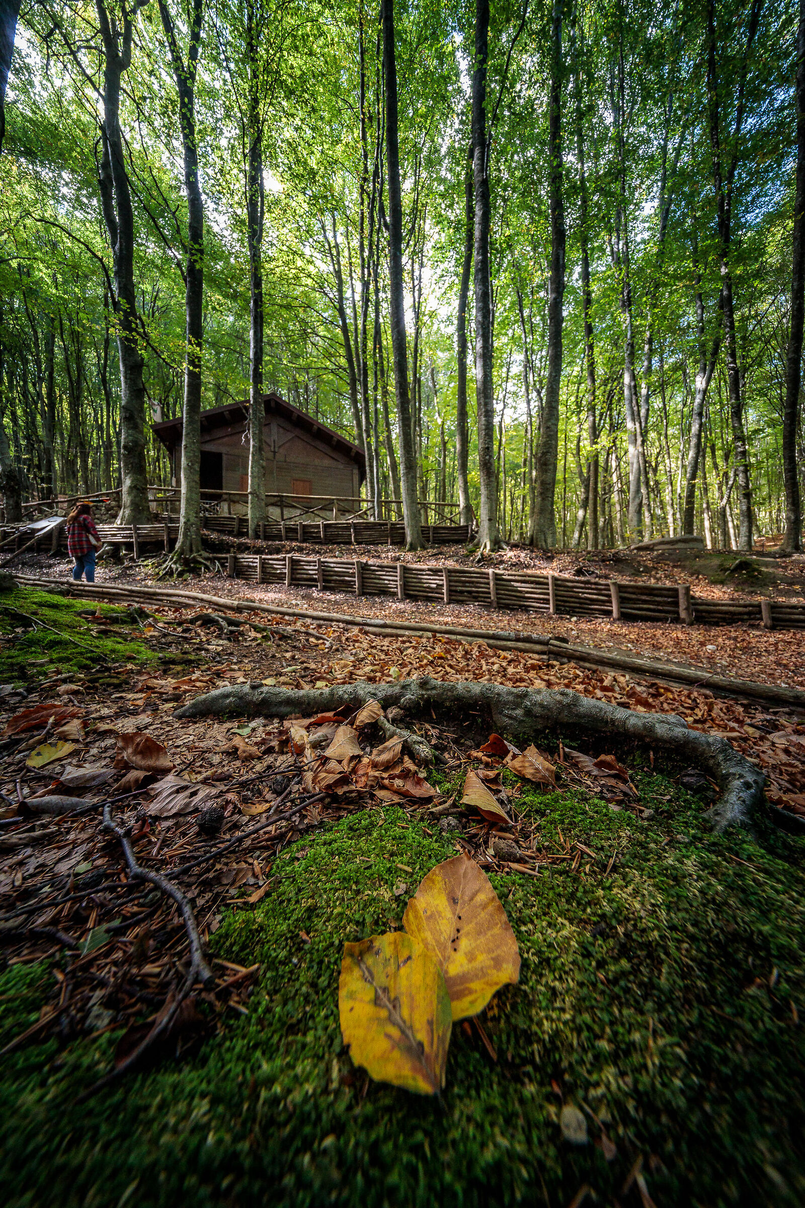 Casetta nel bosco