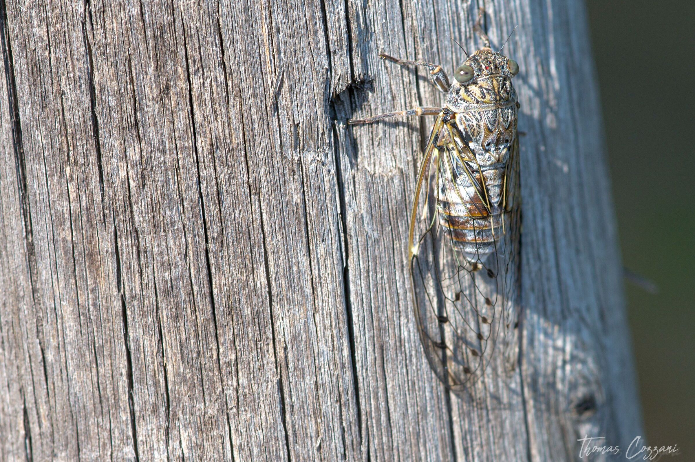 Cicada
