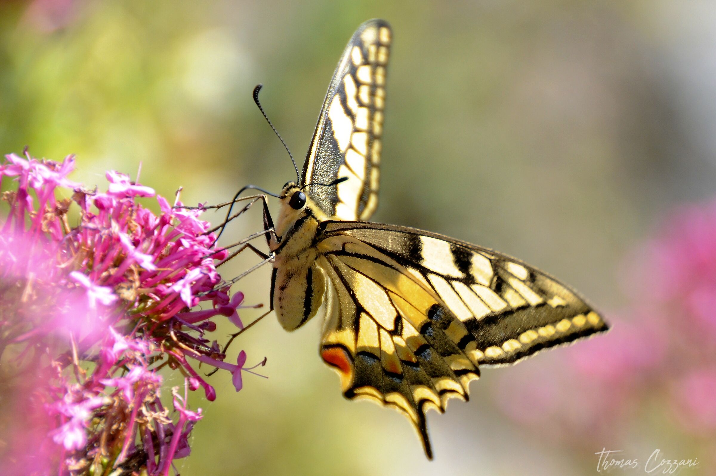 Swallowtail