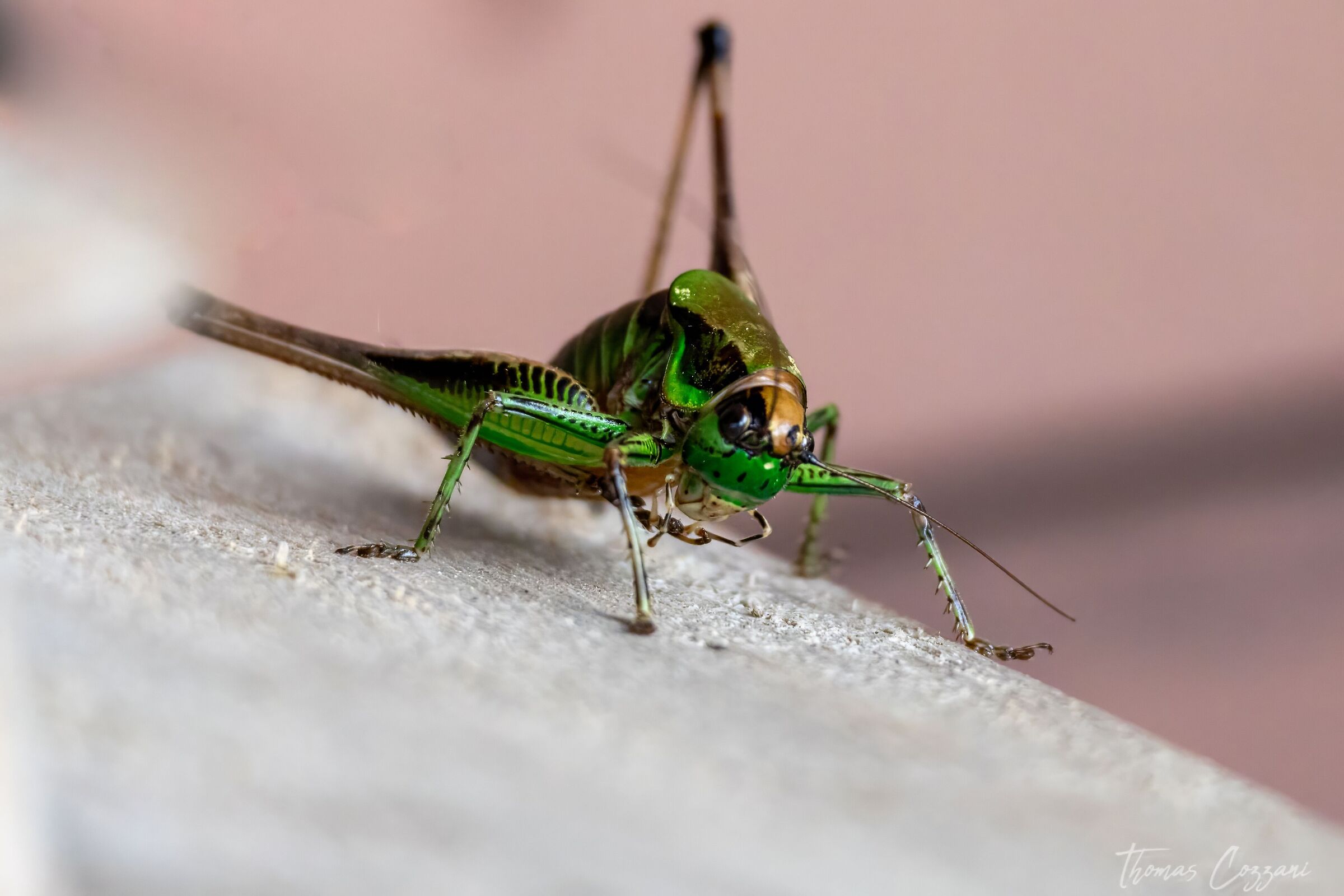 Concephalus Dorsalis