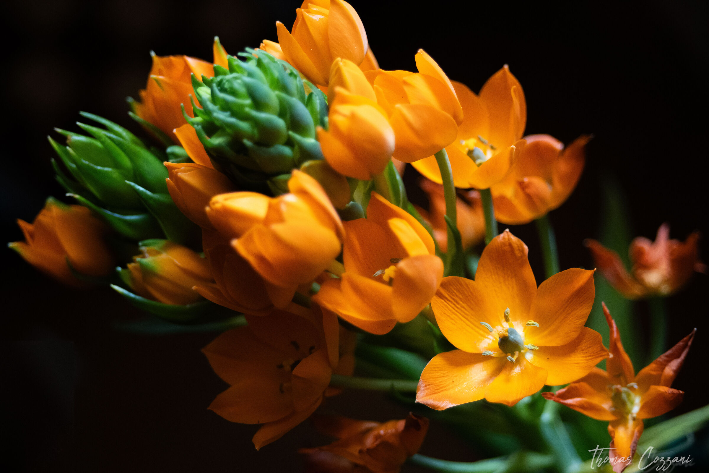 Ornithogalum dubium