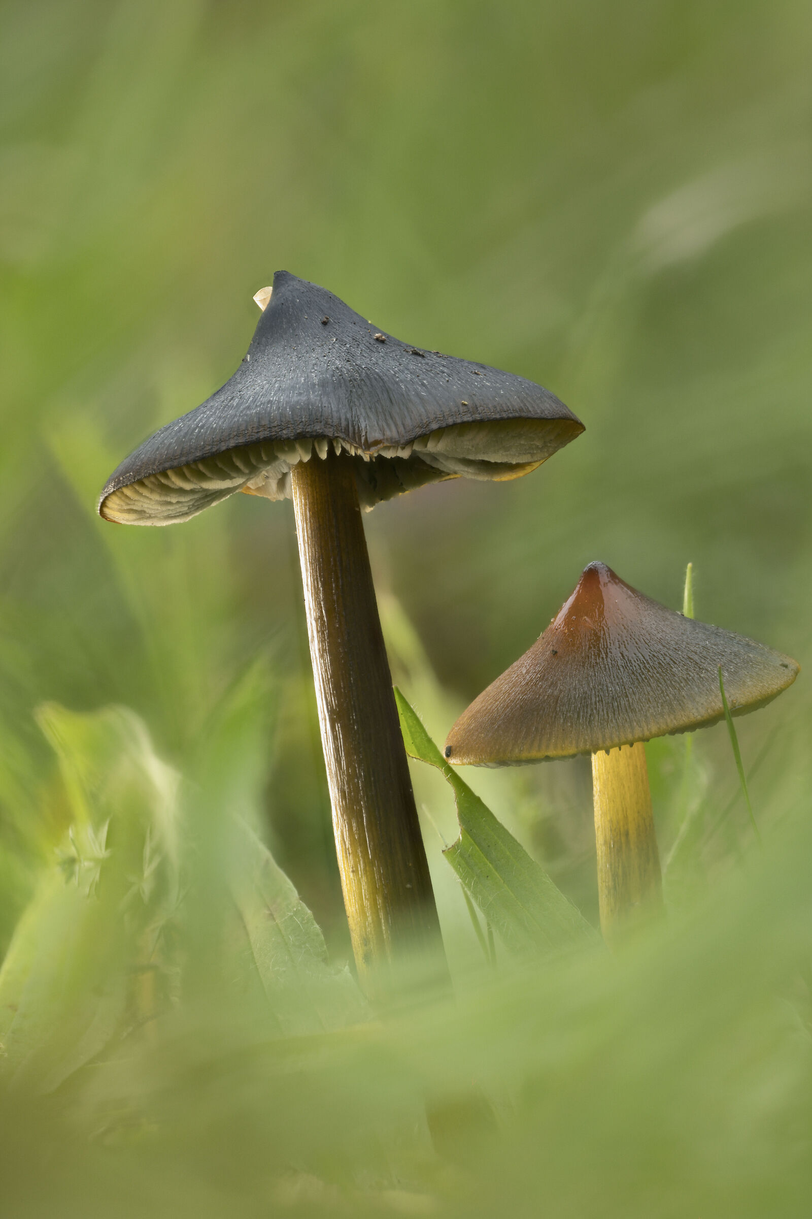 Tappo di cera anneriente