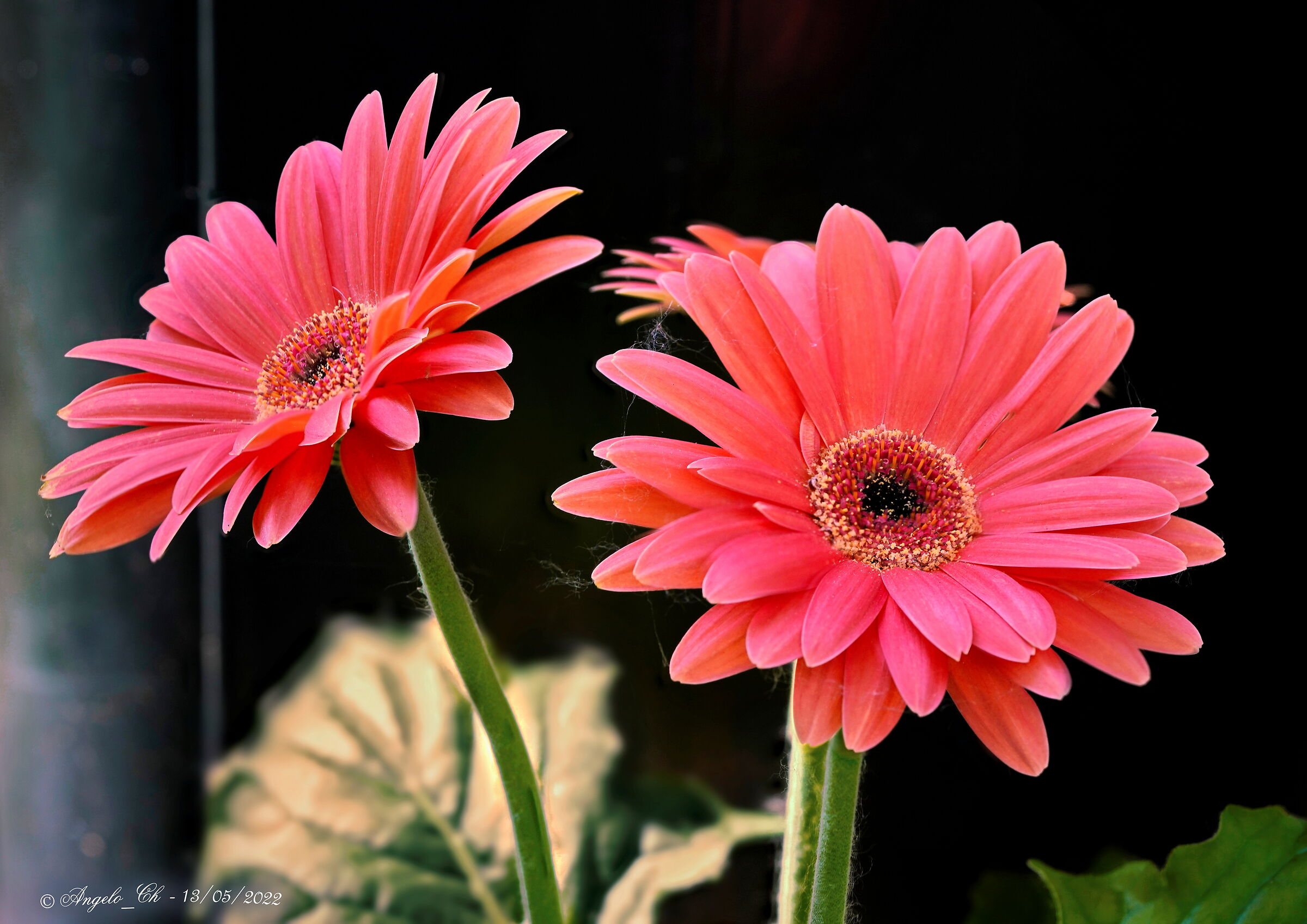 Beautiful color