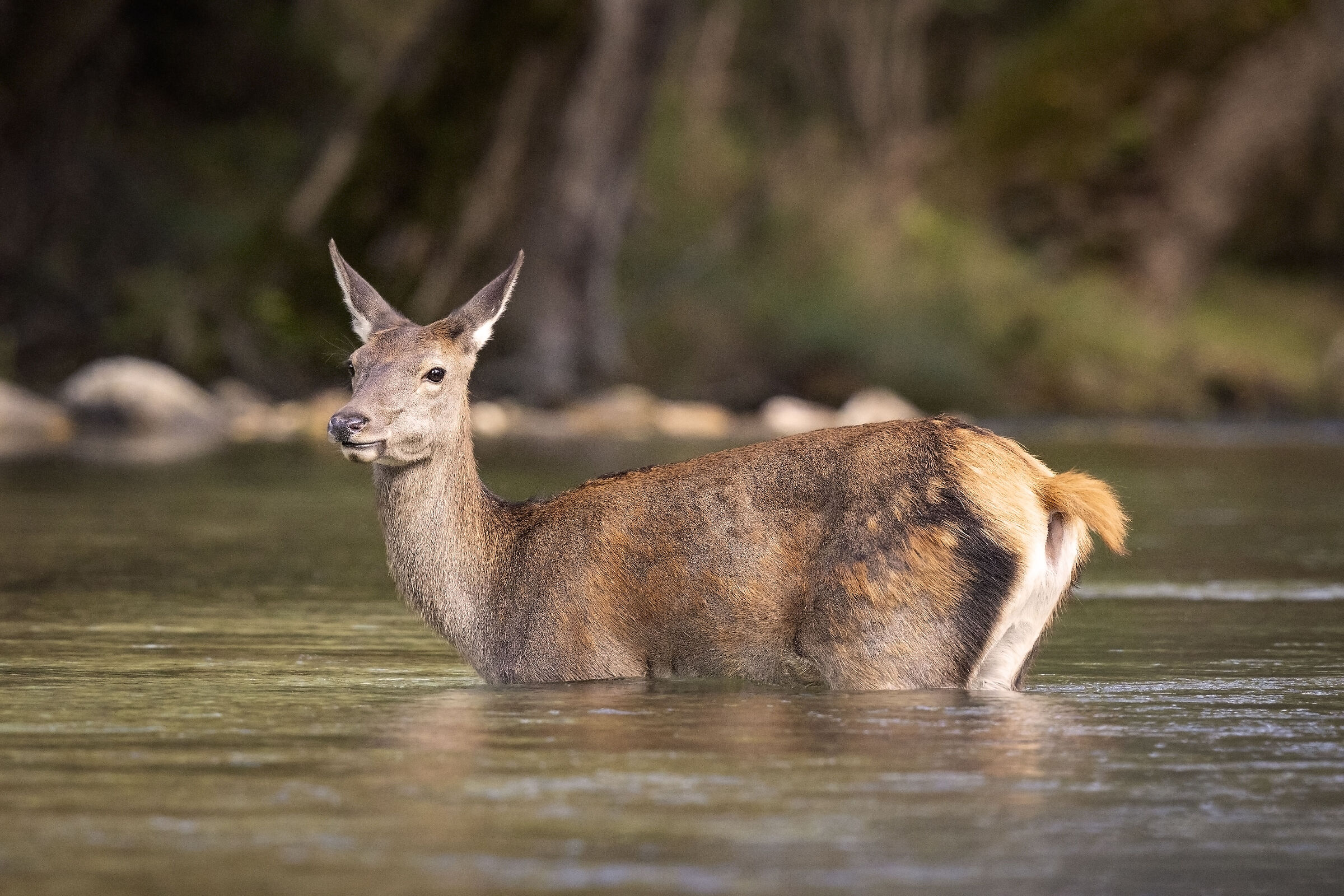 La cerva ed il torrente