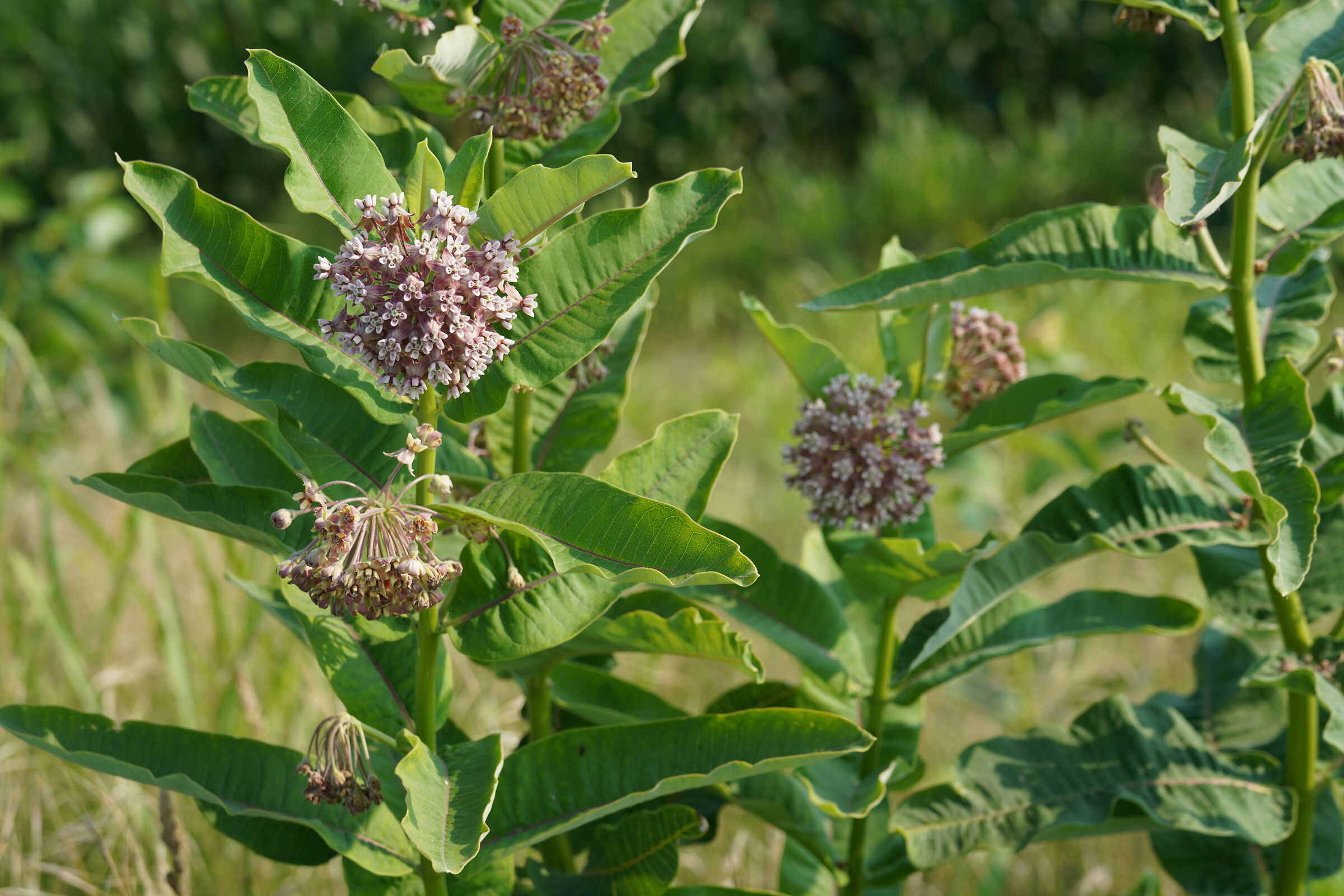 Asclepias Syriaca