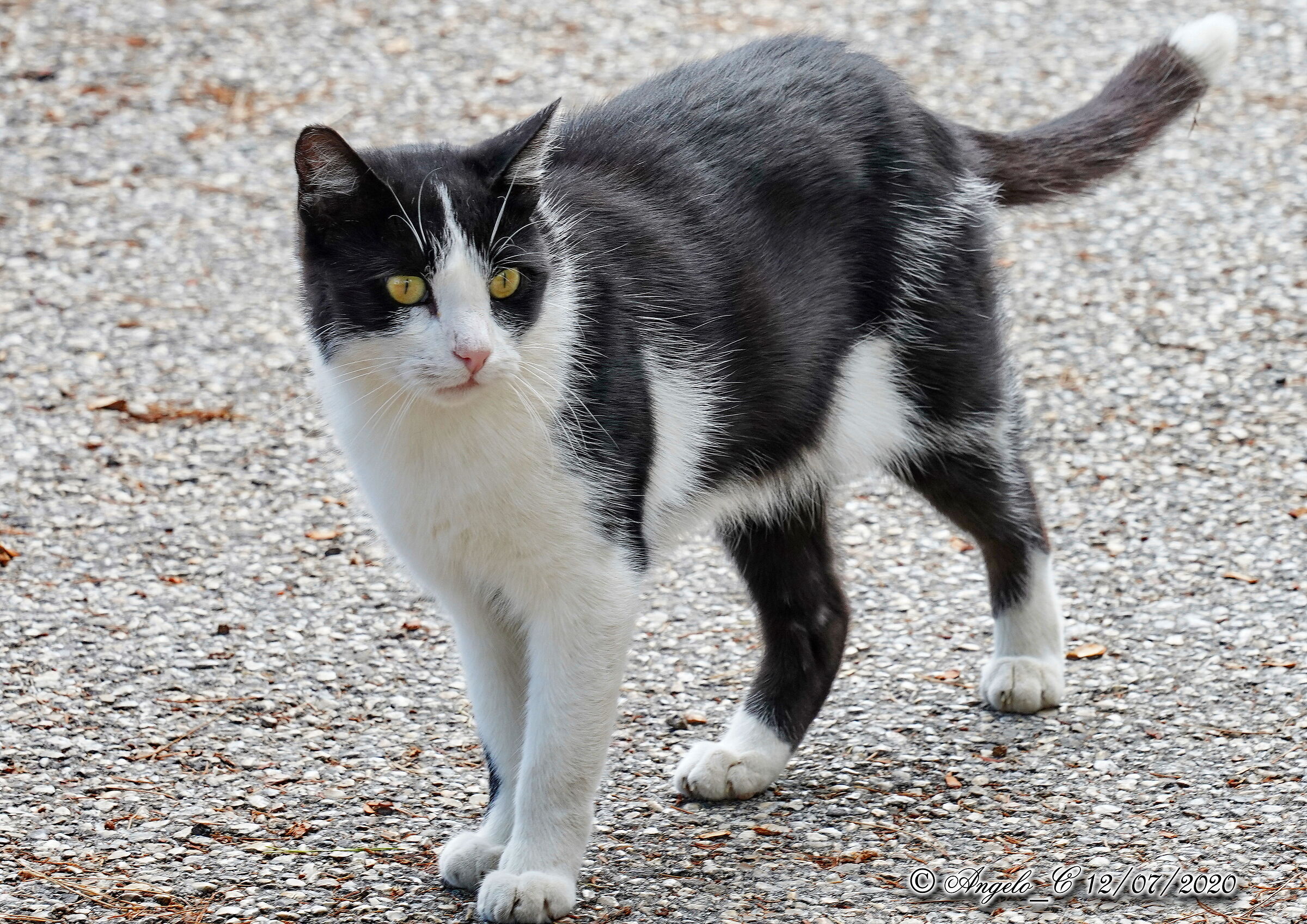 Nice kitten