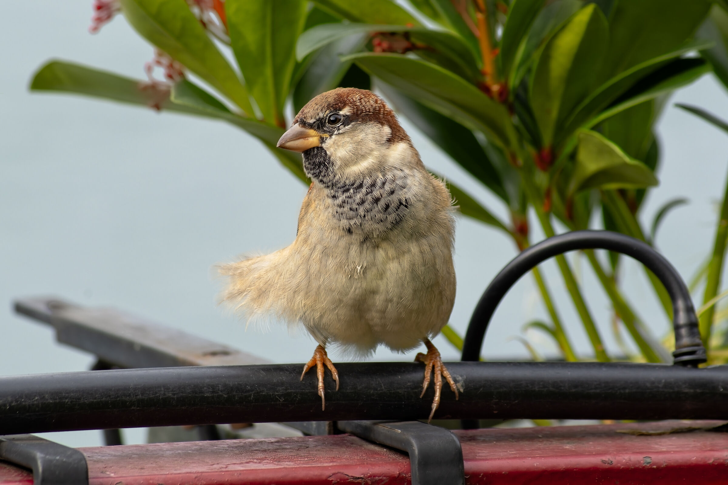 Prova - FA 100-300/4.7-5.8 @220mm