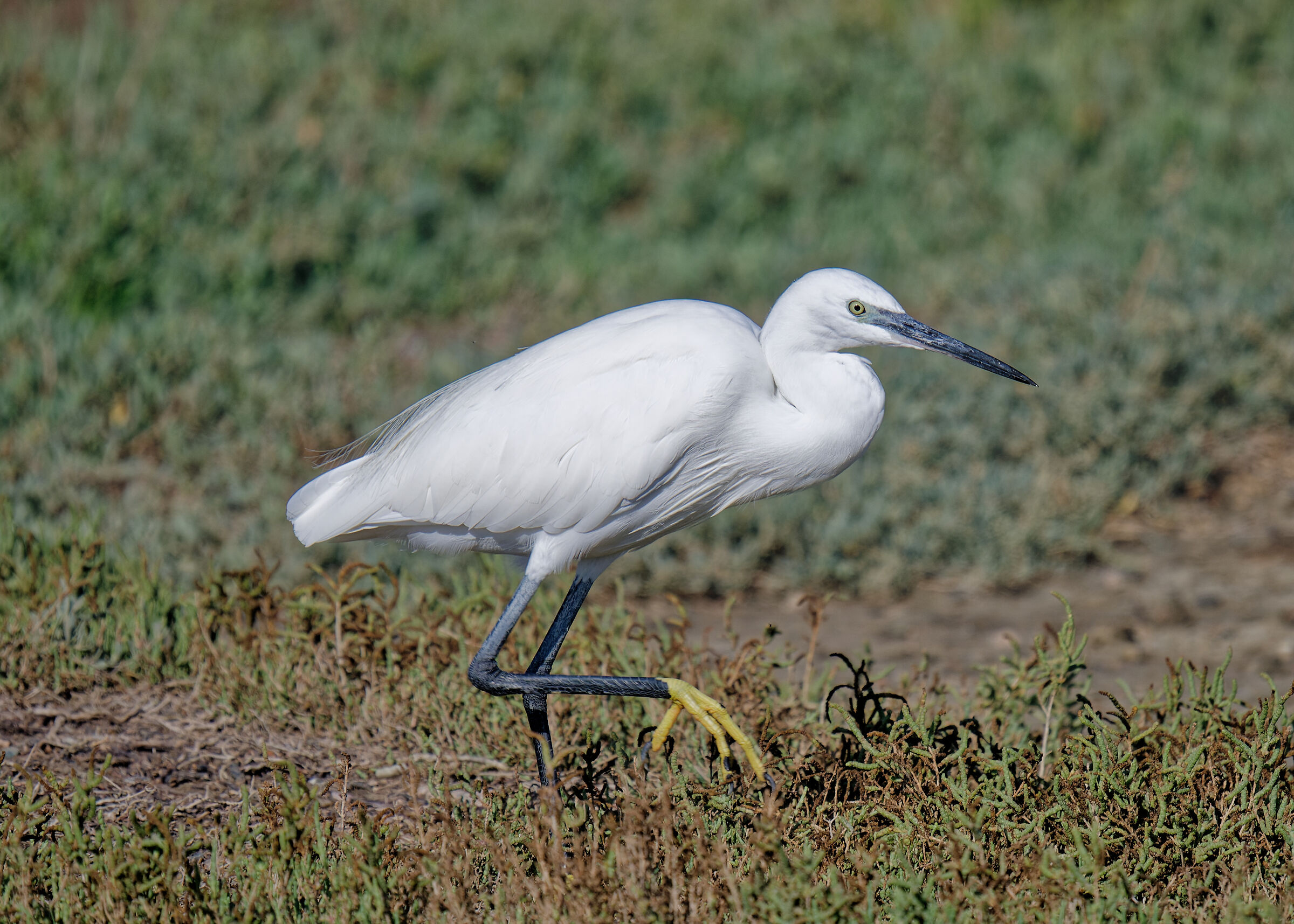 Egret
