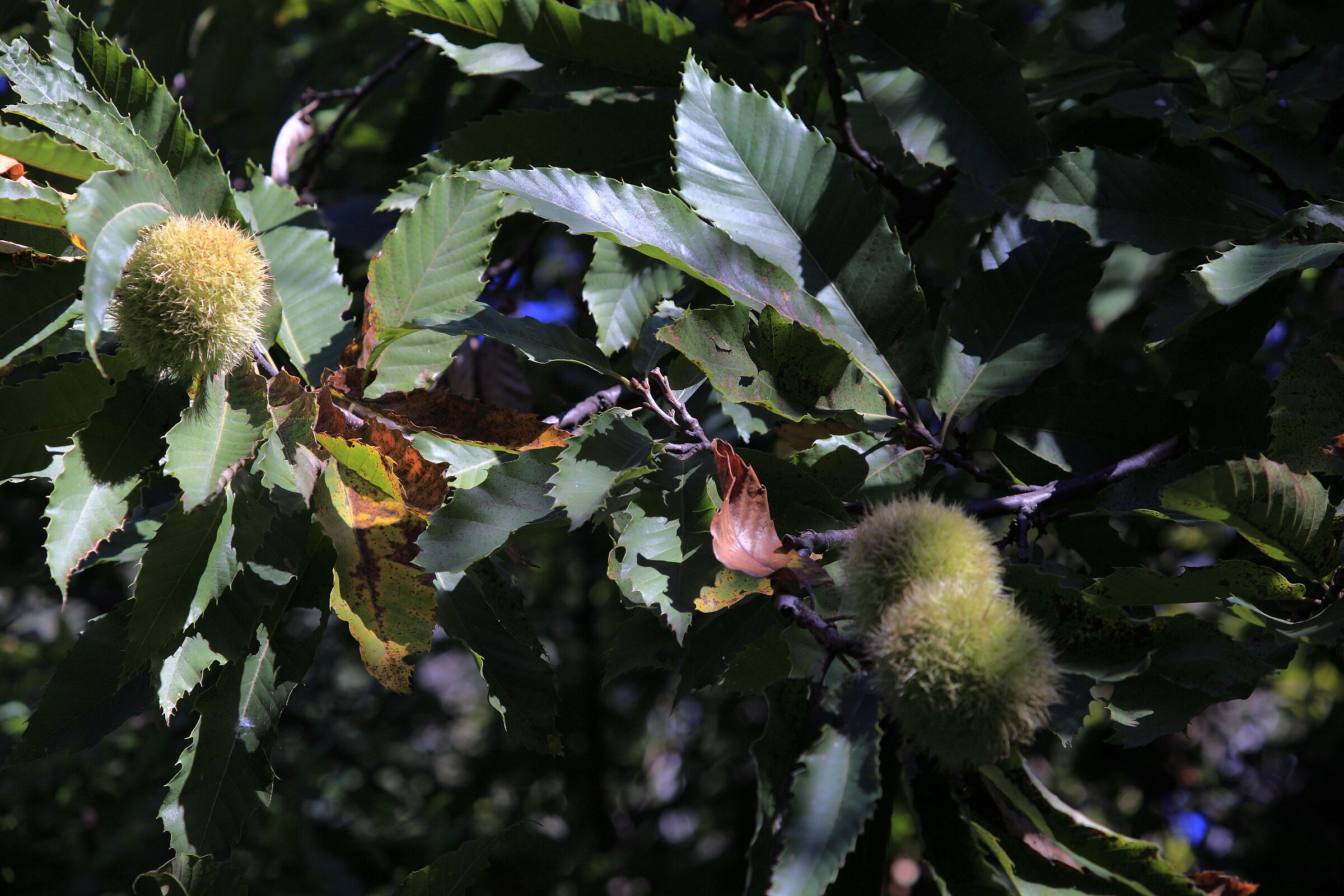 Euganei meravigliosi