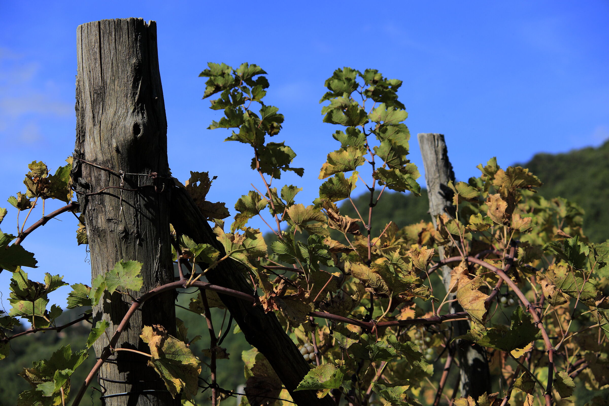 Euganei meravigliosi