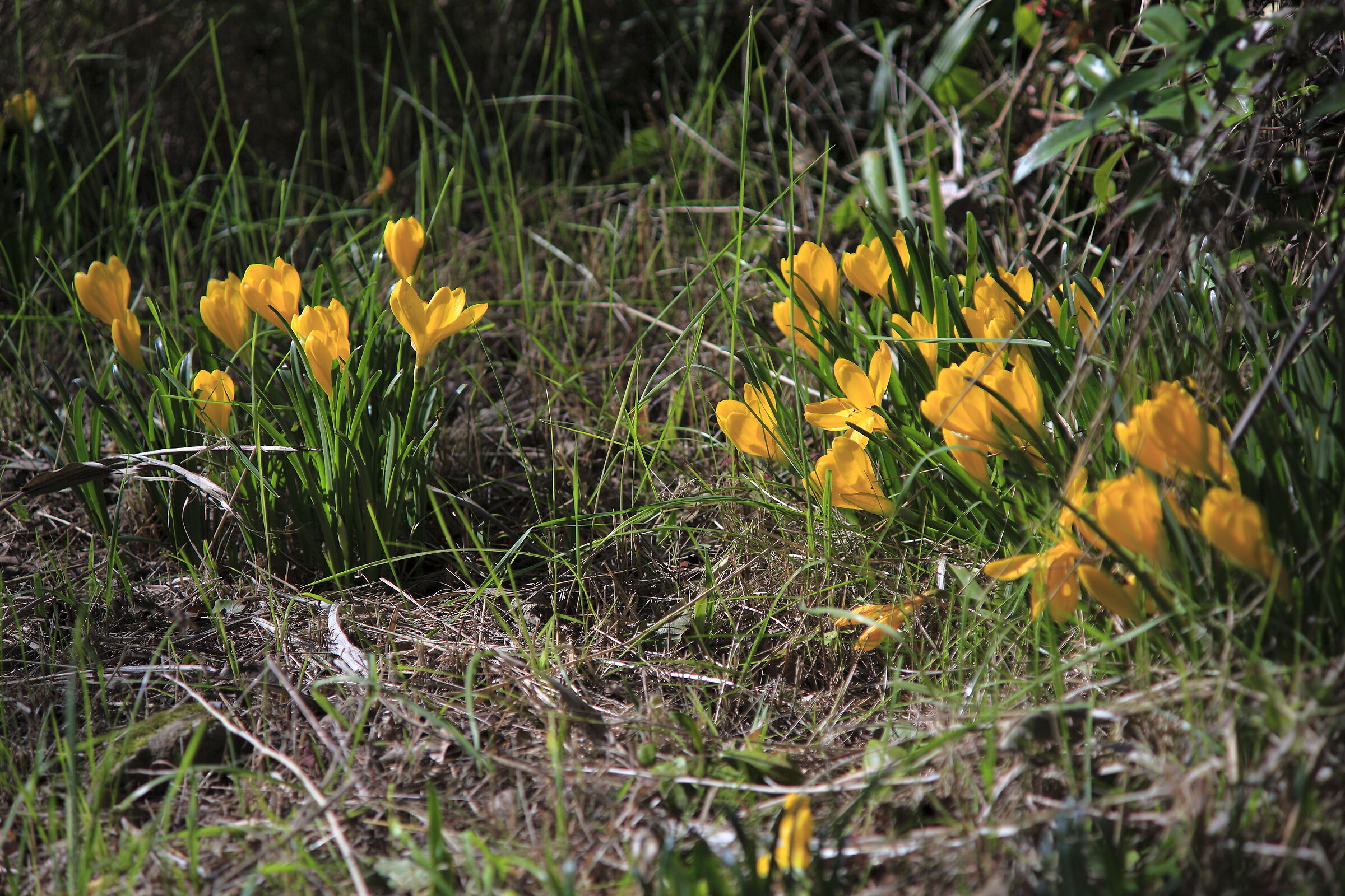 Euganei meravigliosi
