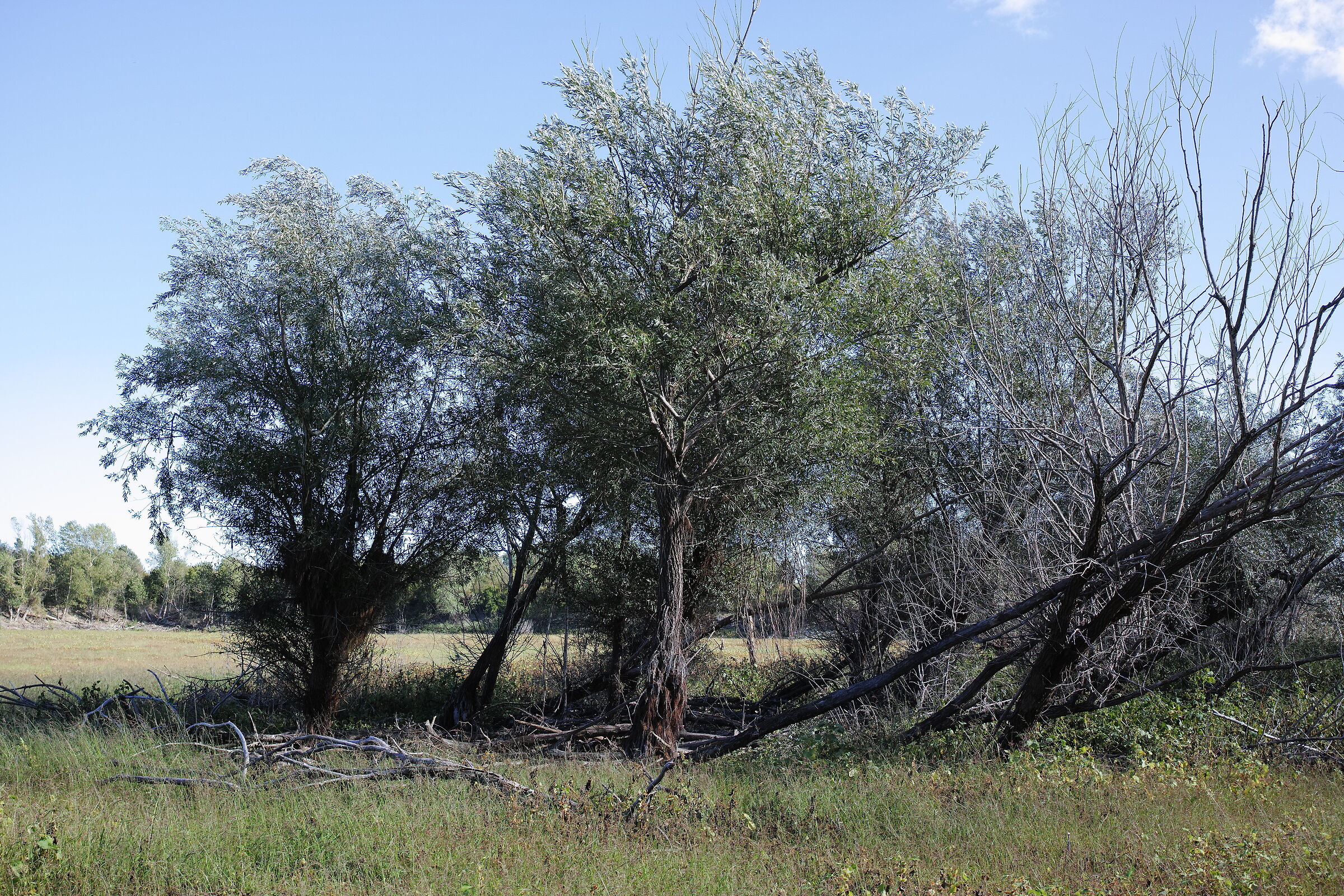 Alberi