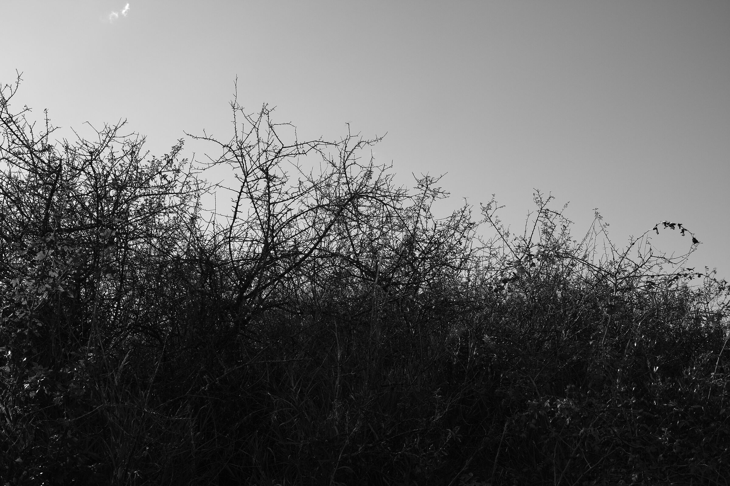 3 dragonflies