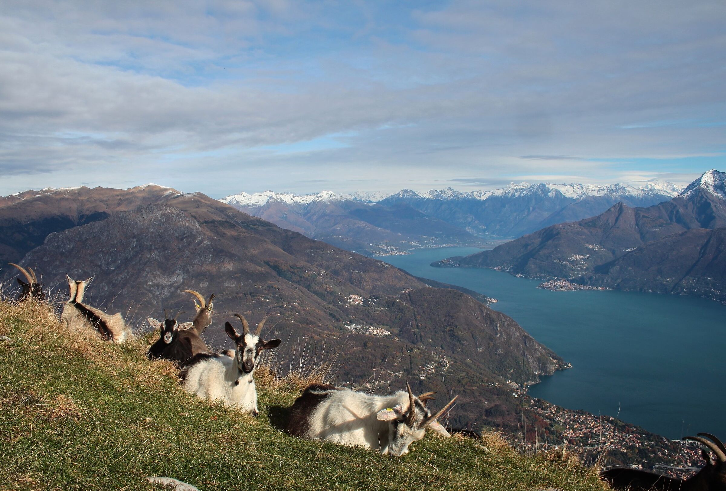 Cima valle s'Intelvi nice goats