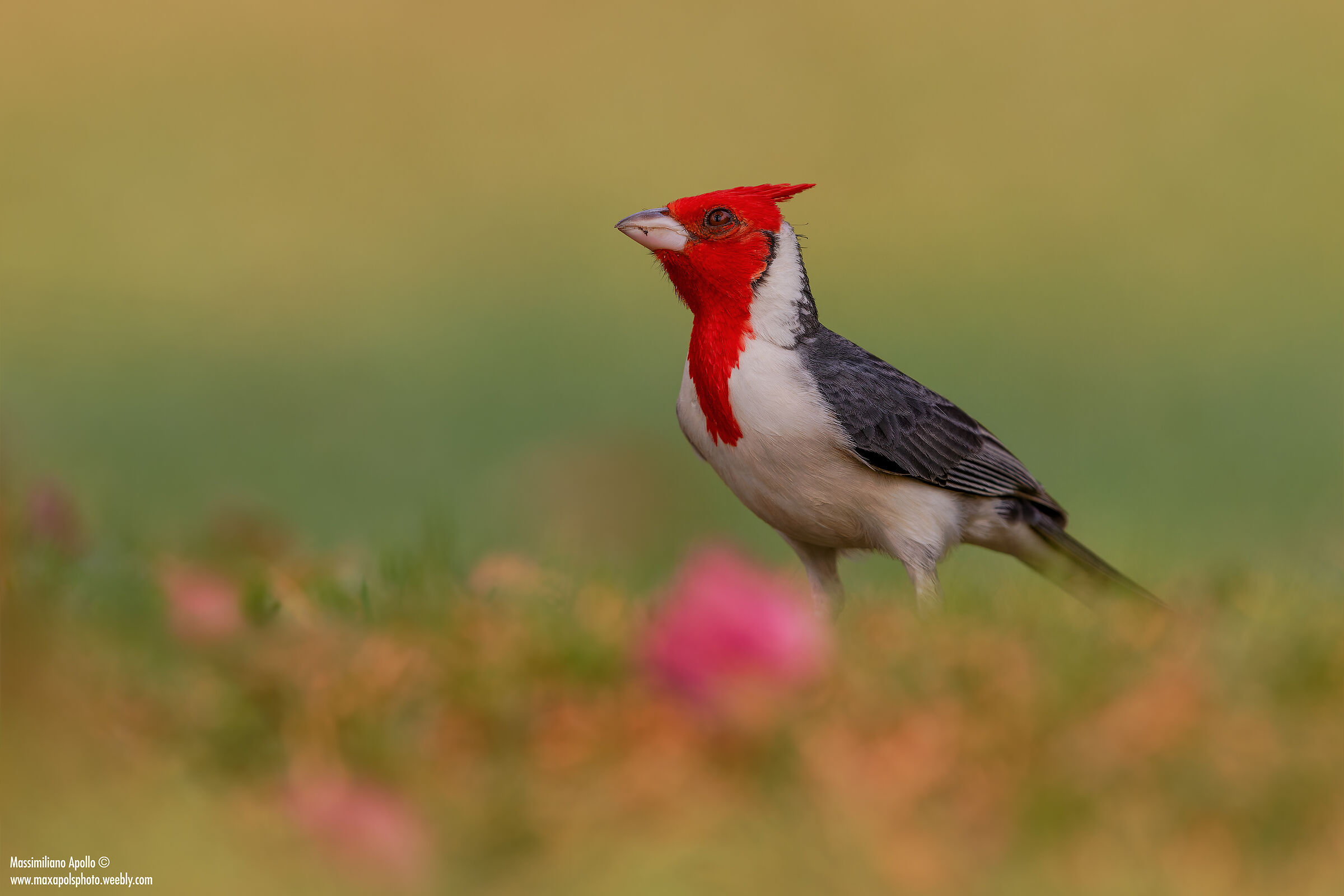 "cardinal with a red tuft"