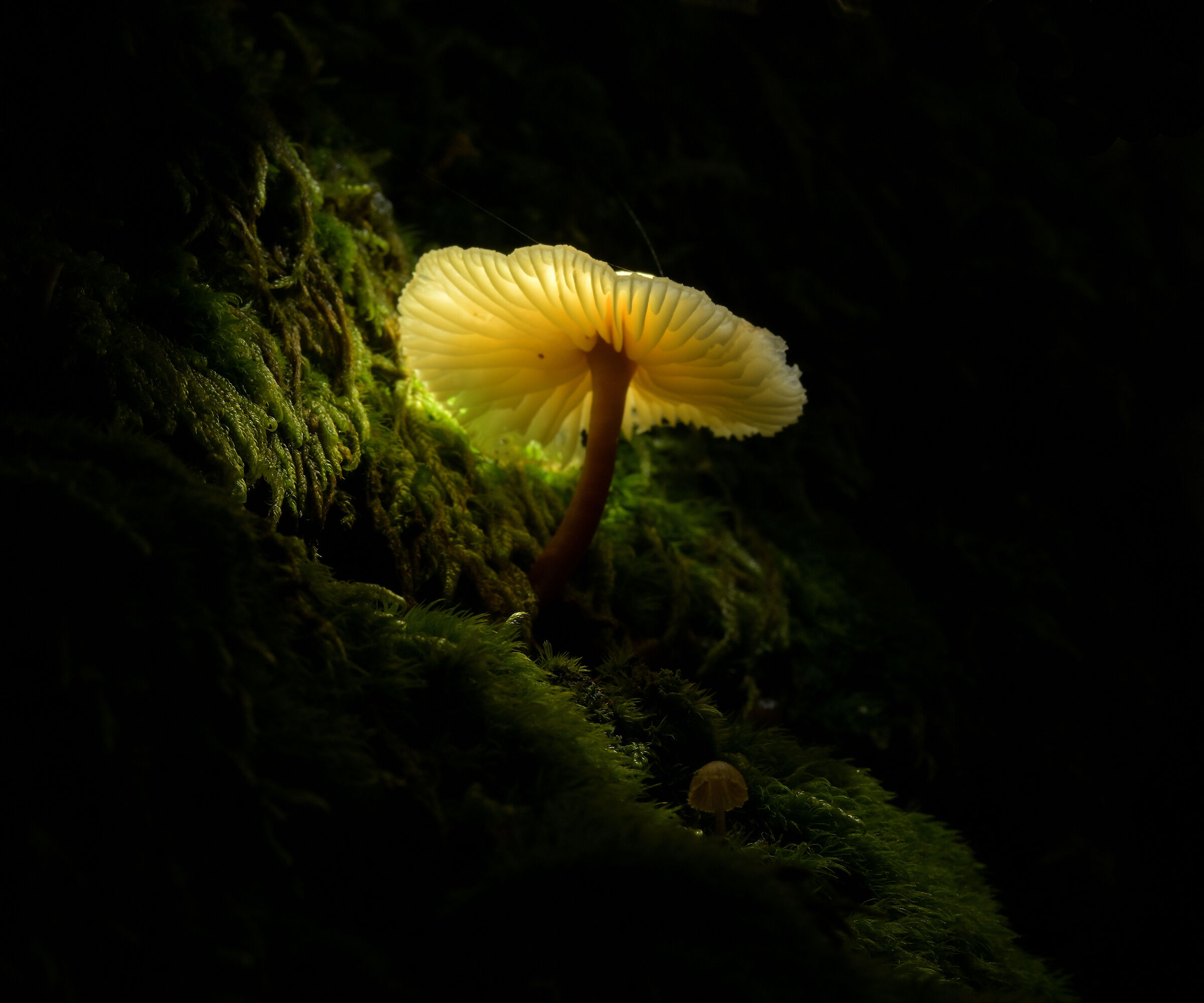 Prime prove con i funghi