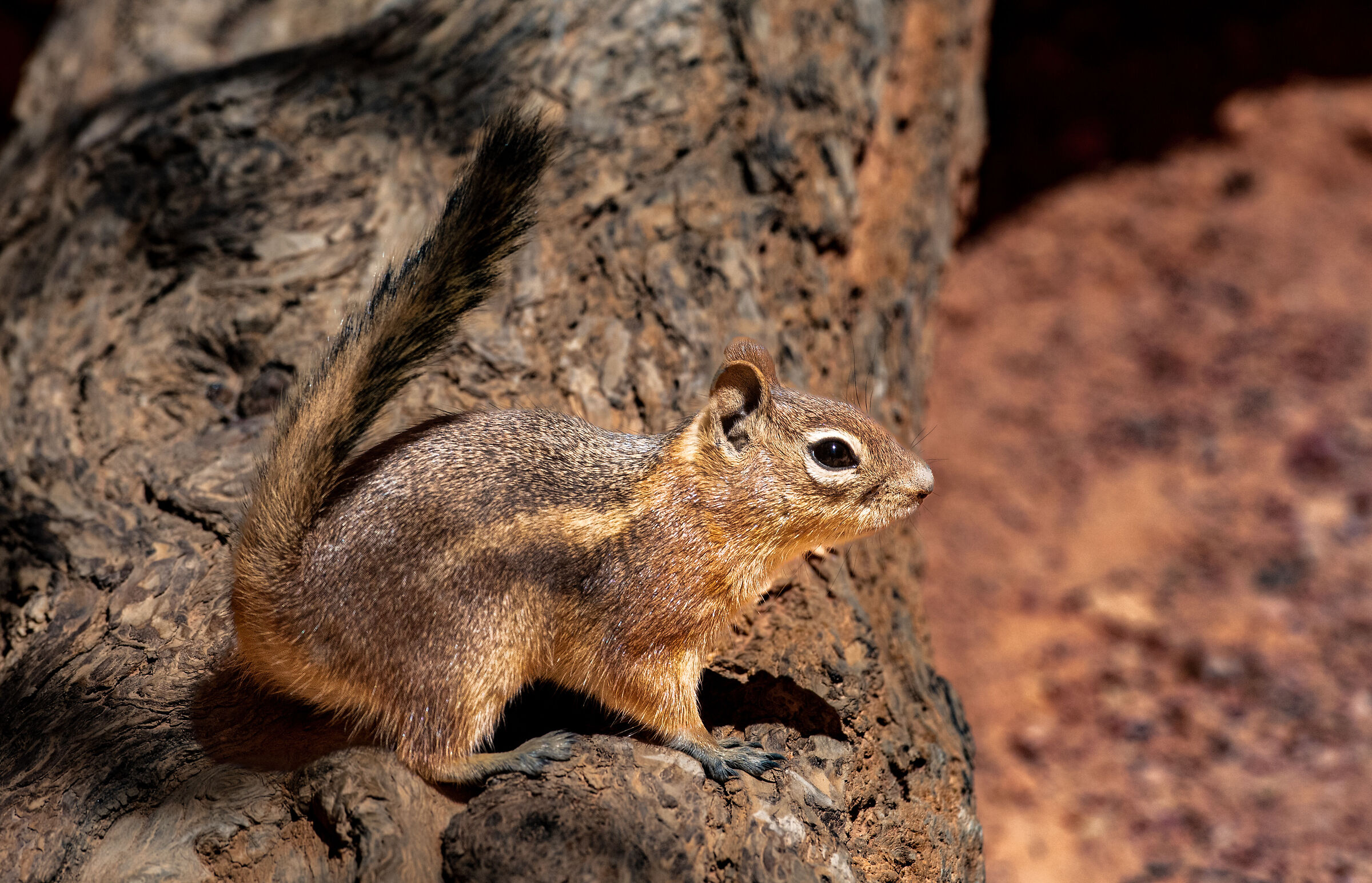 Chipmunk