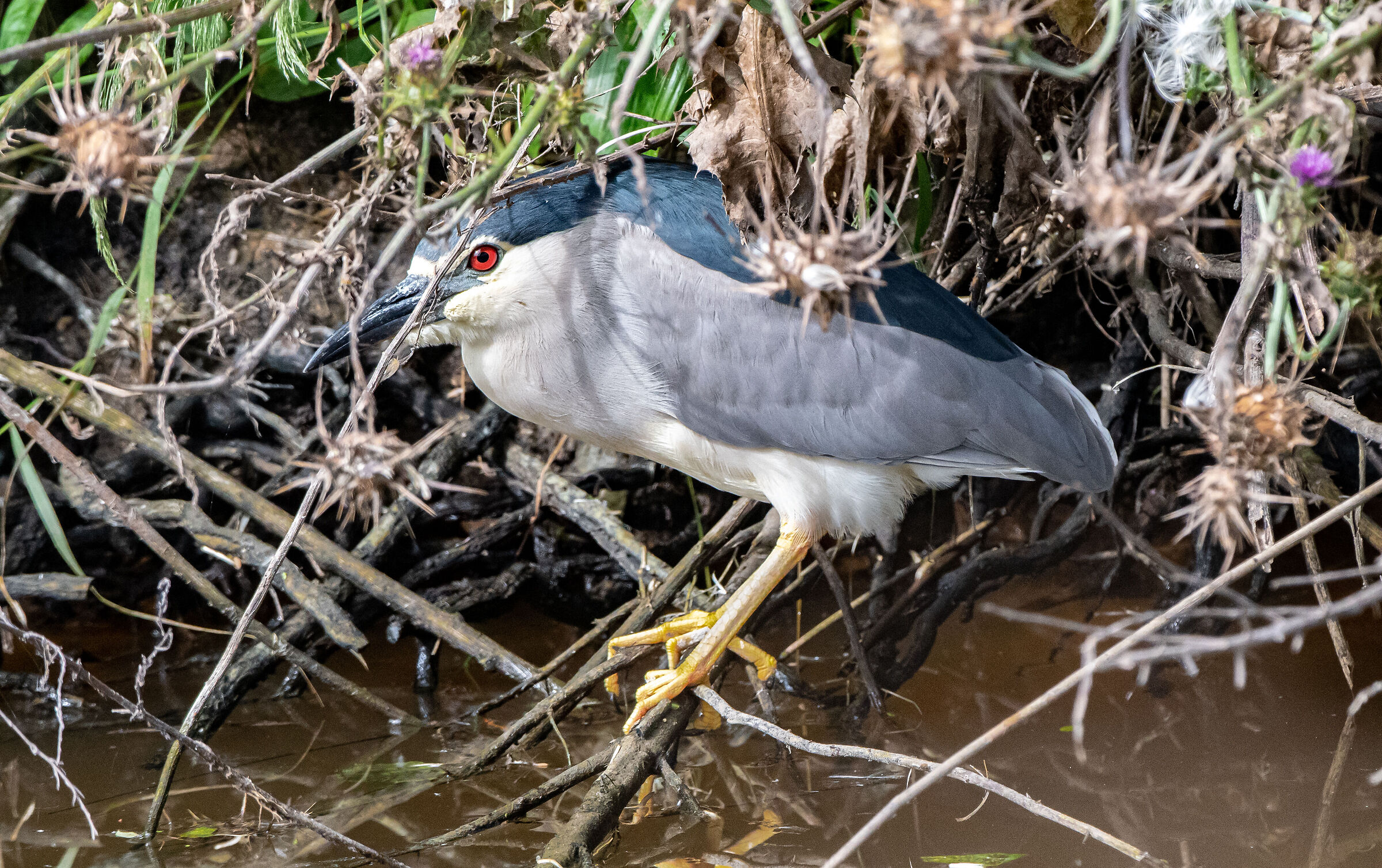 Night Heron