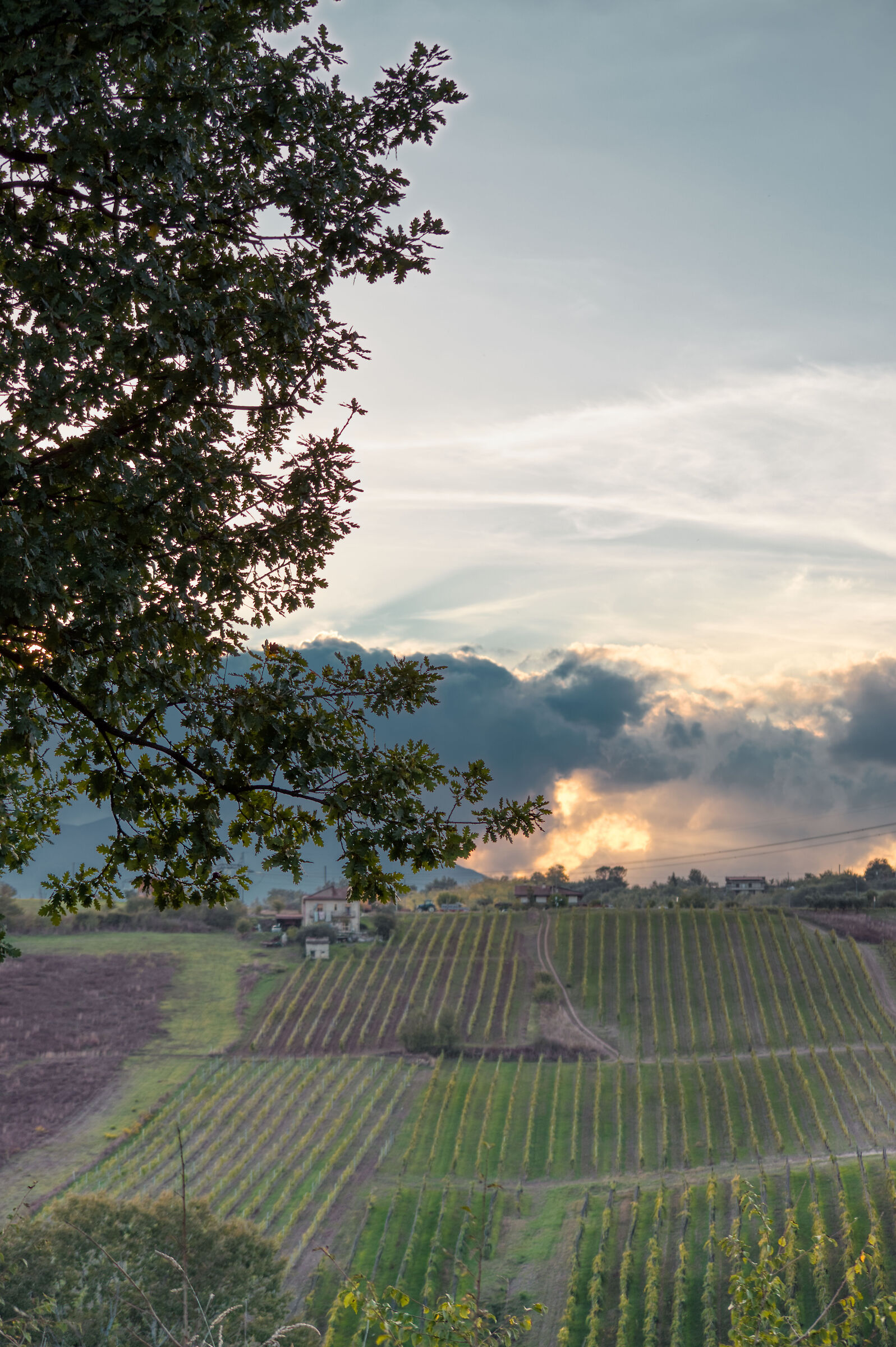 Thinking of the Langhe