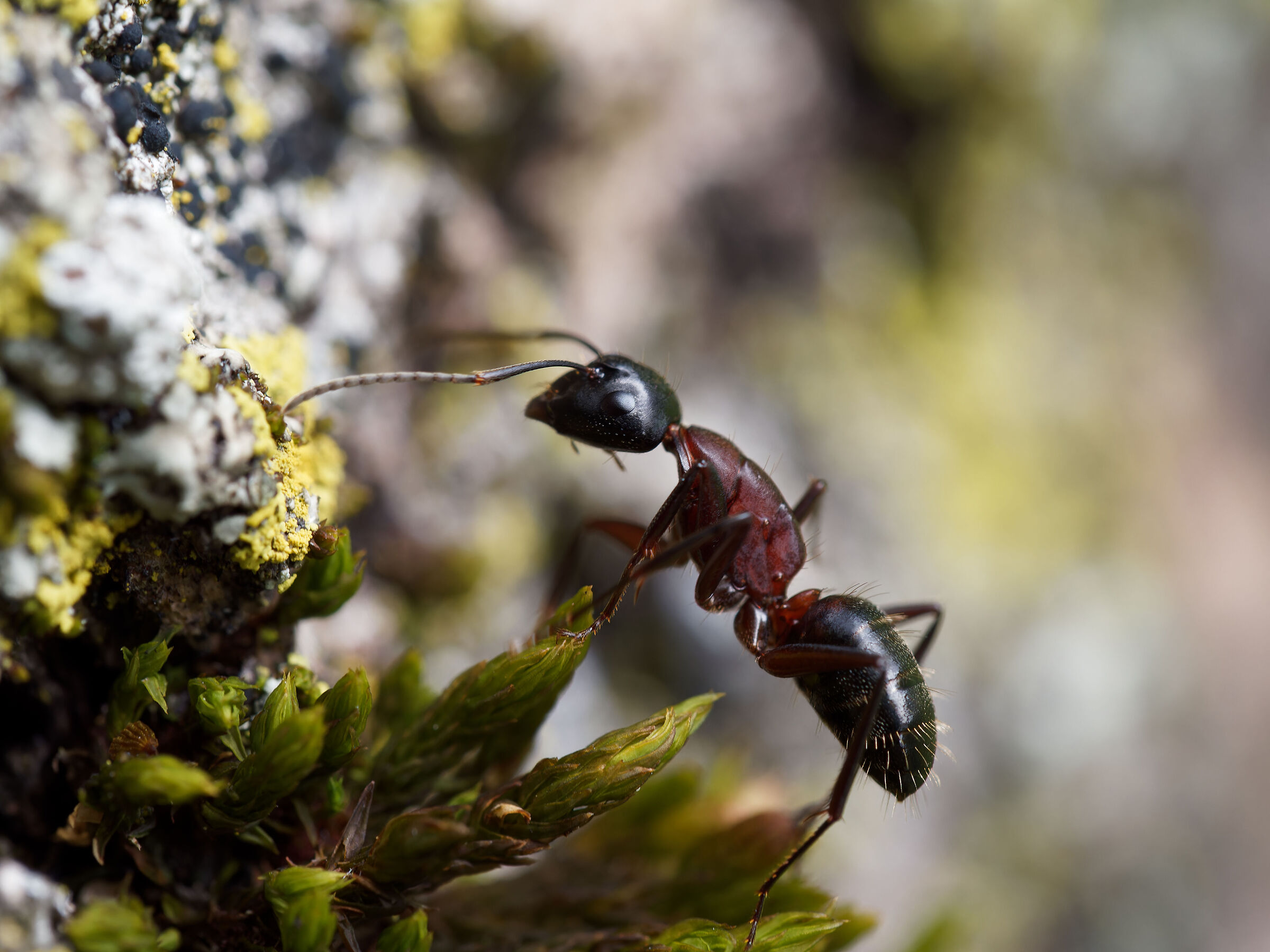 The ant