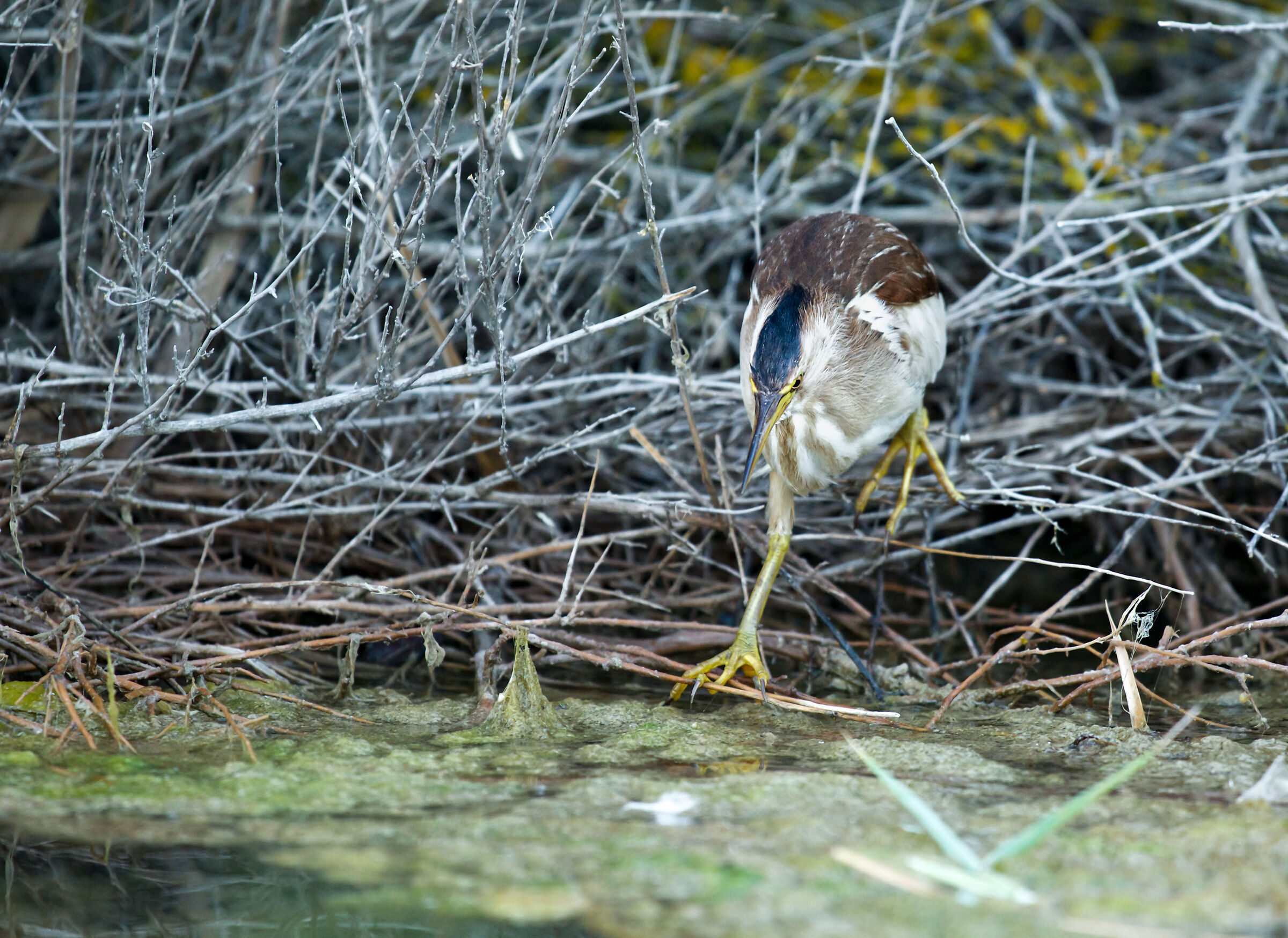 Little bittern