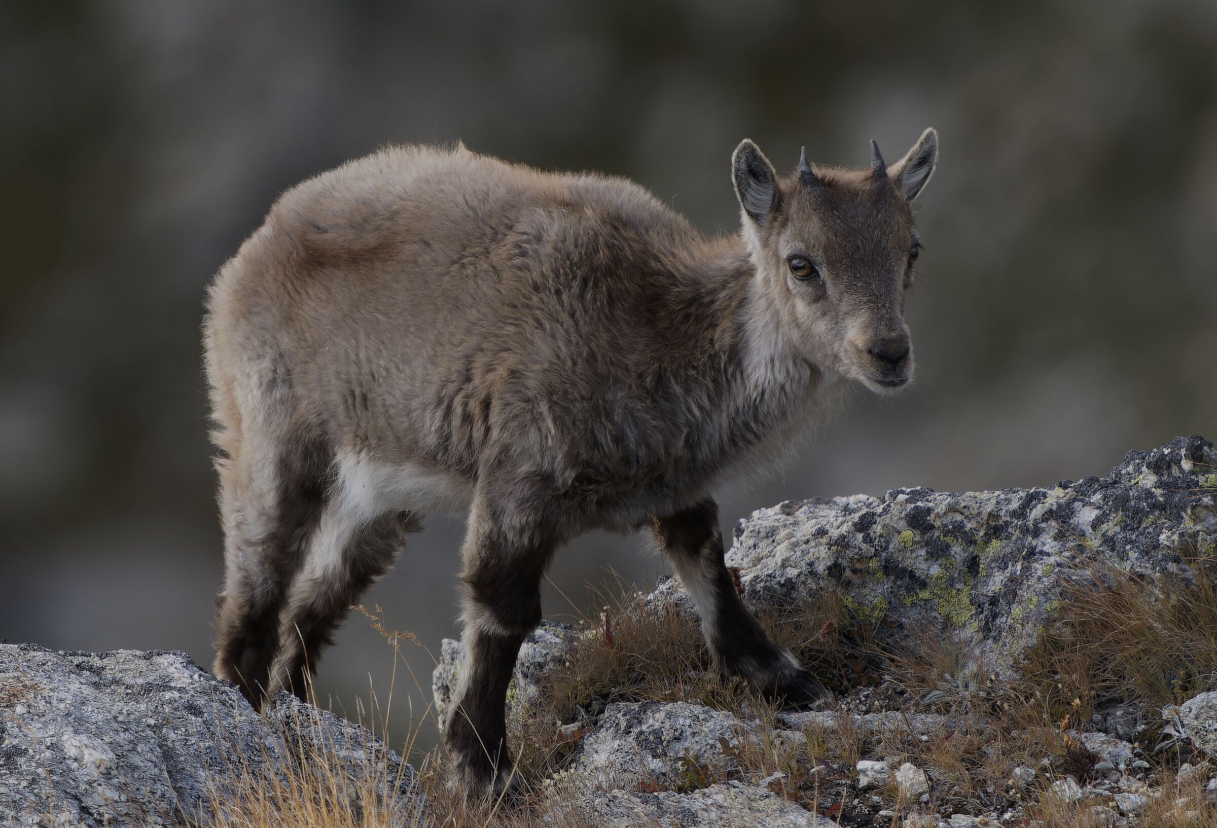 Piccolo Stambecco