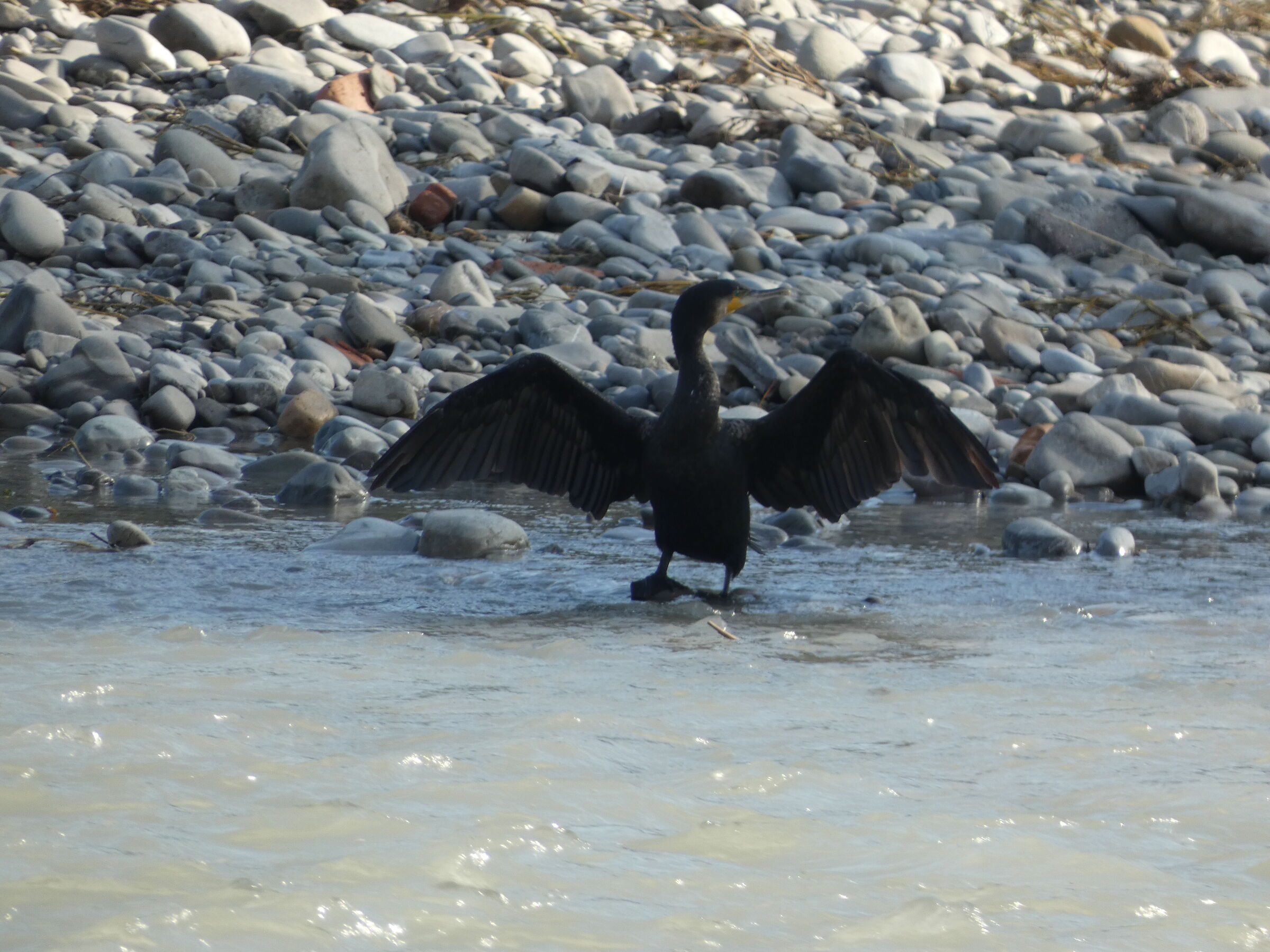 cormorano 2