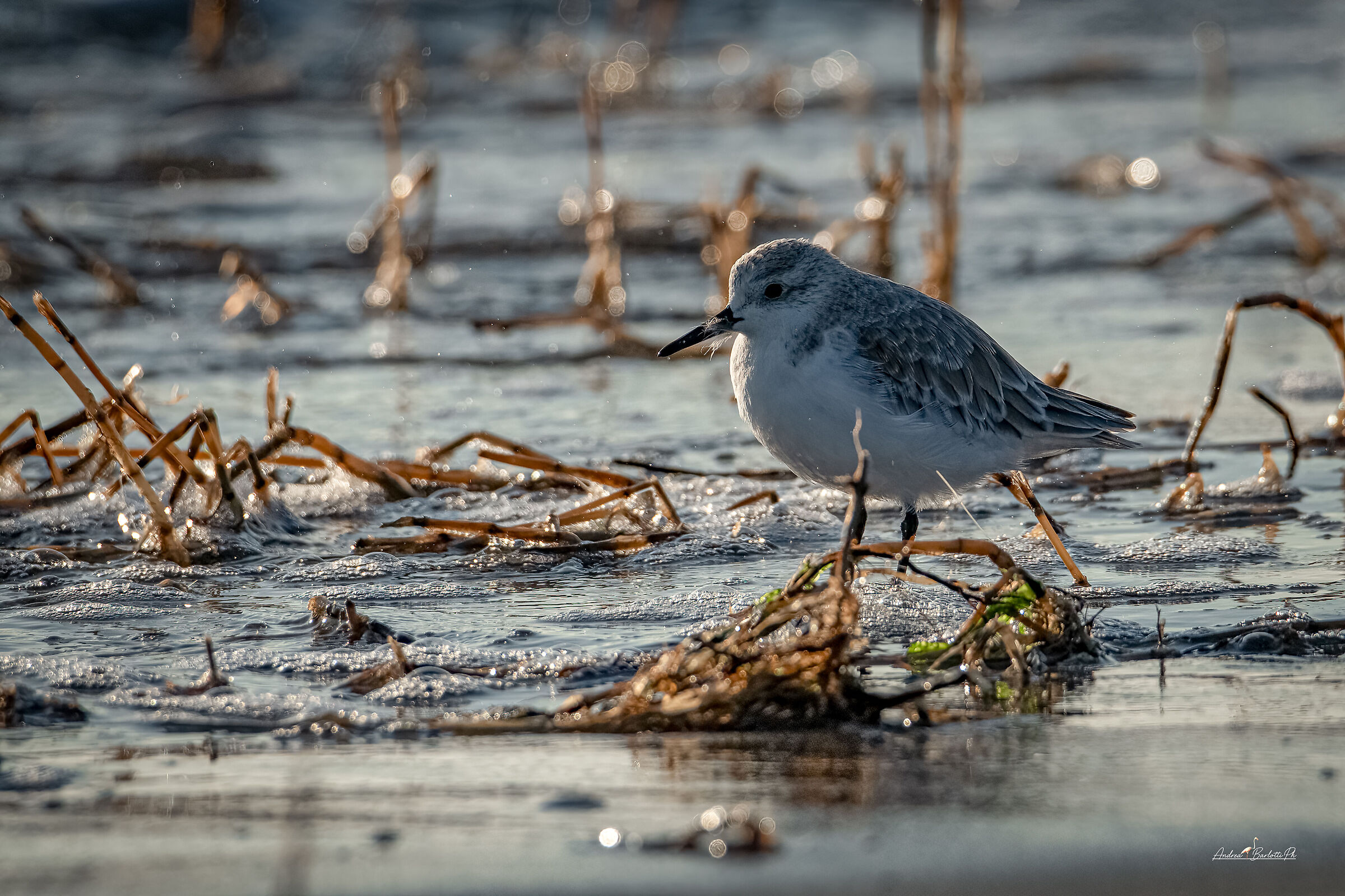 Three-toed sandpiper