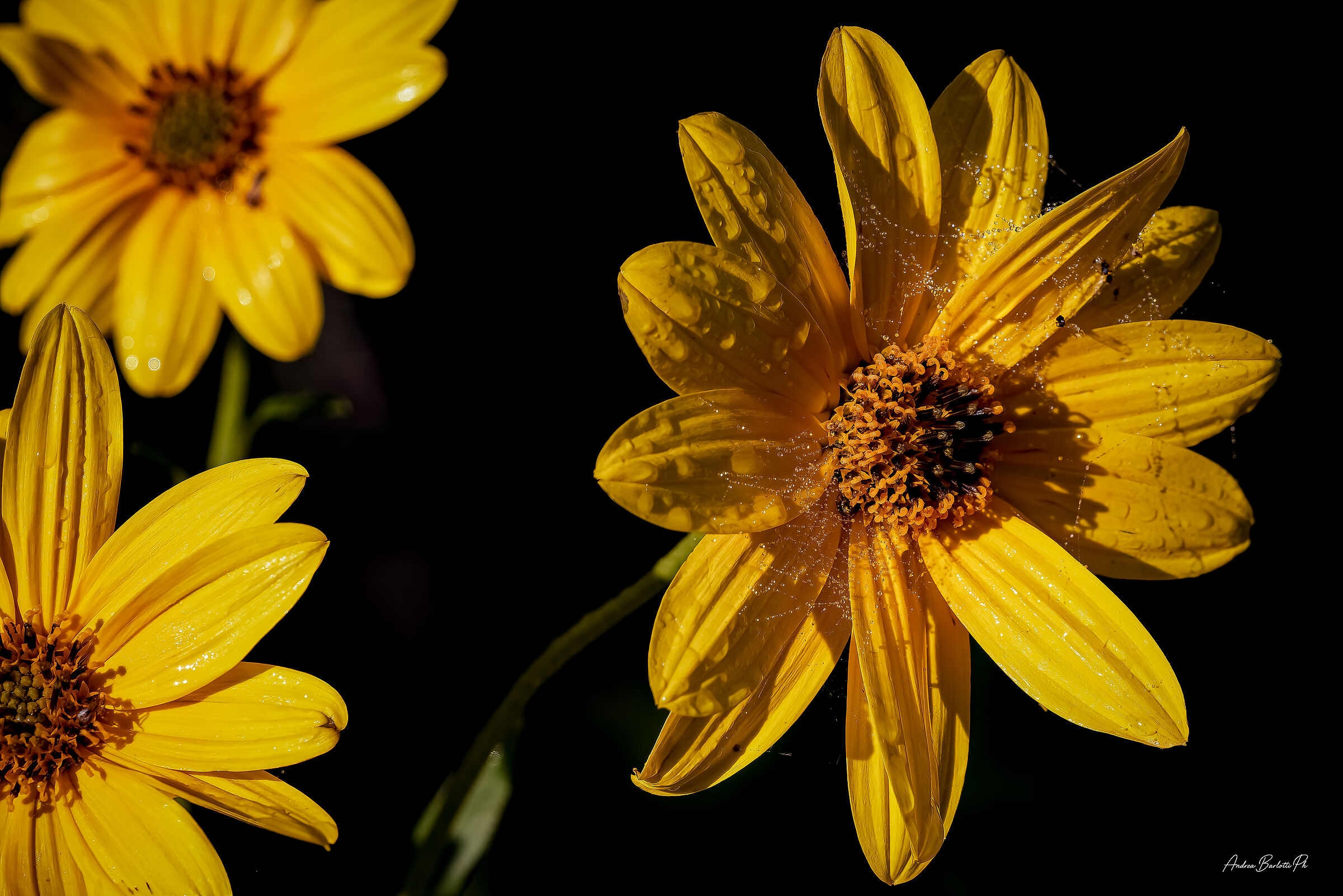 Jerusalem artichoke (Settembrini)