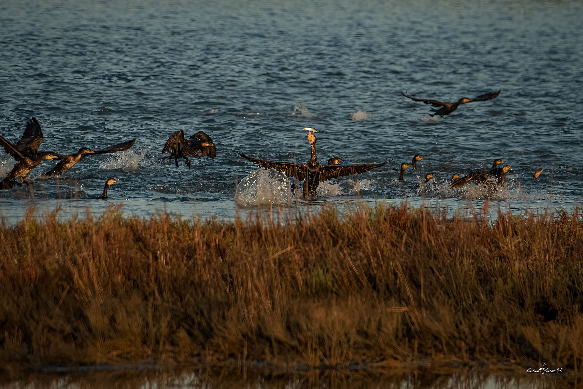 Feeding frenzy